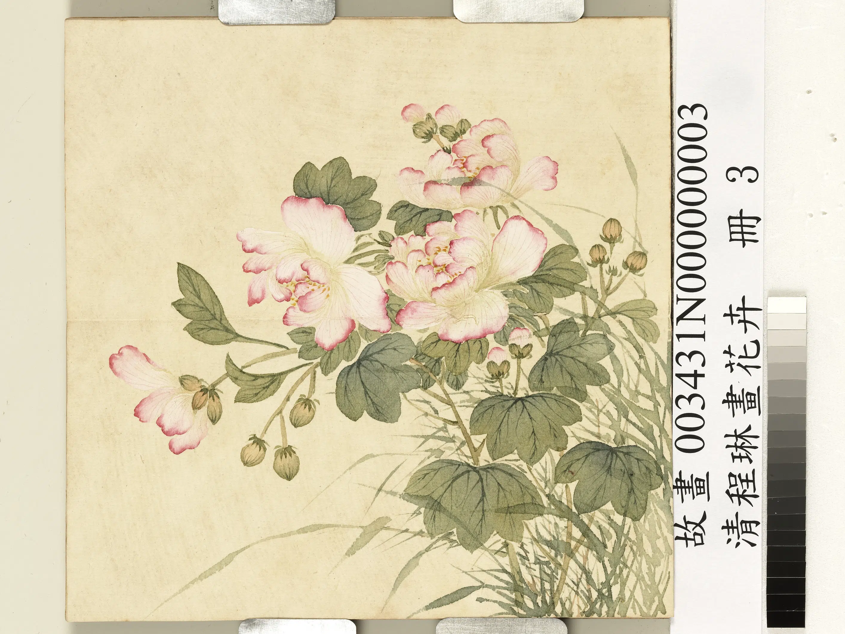 清代【程琳】《画花卉册-芙蓉》