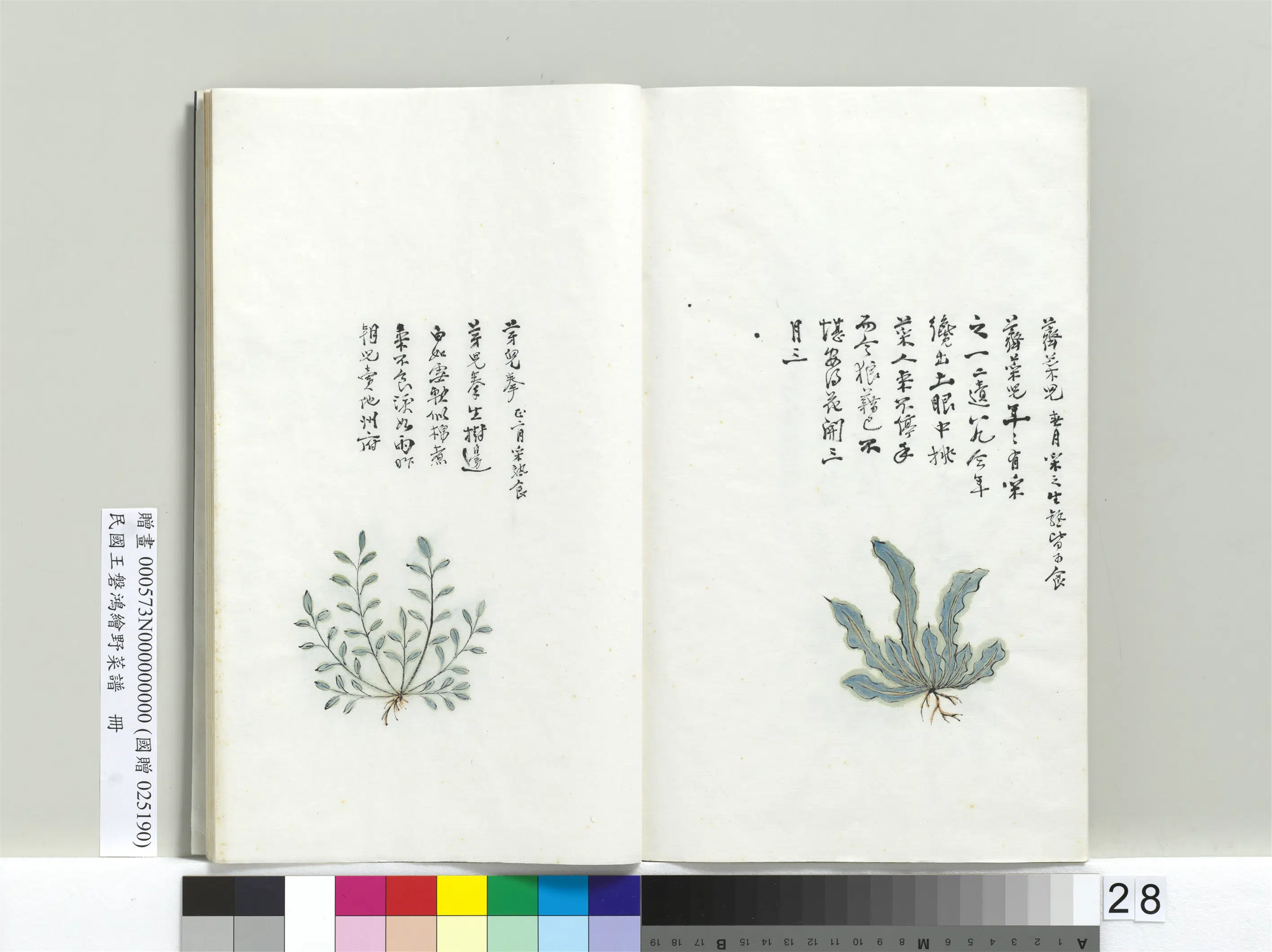 《绘王盘野菜谱册-荠菜儿》