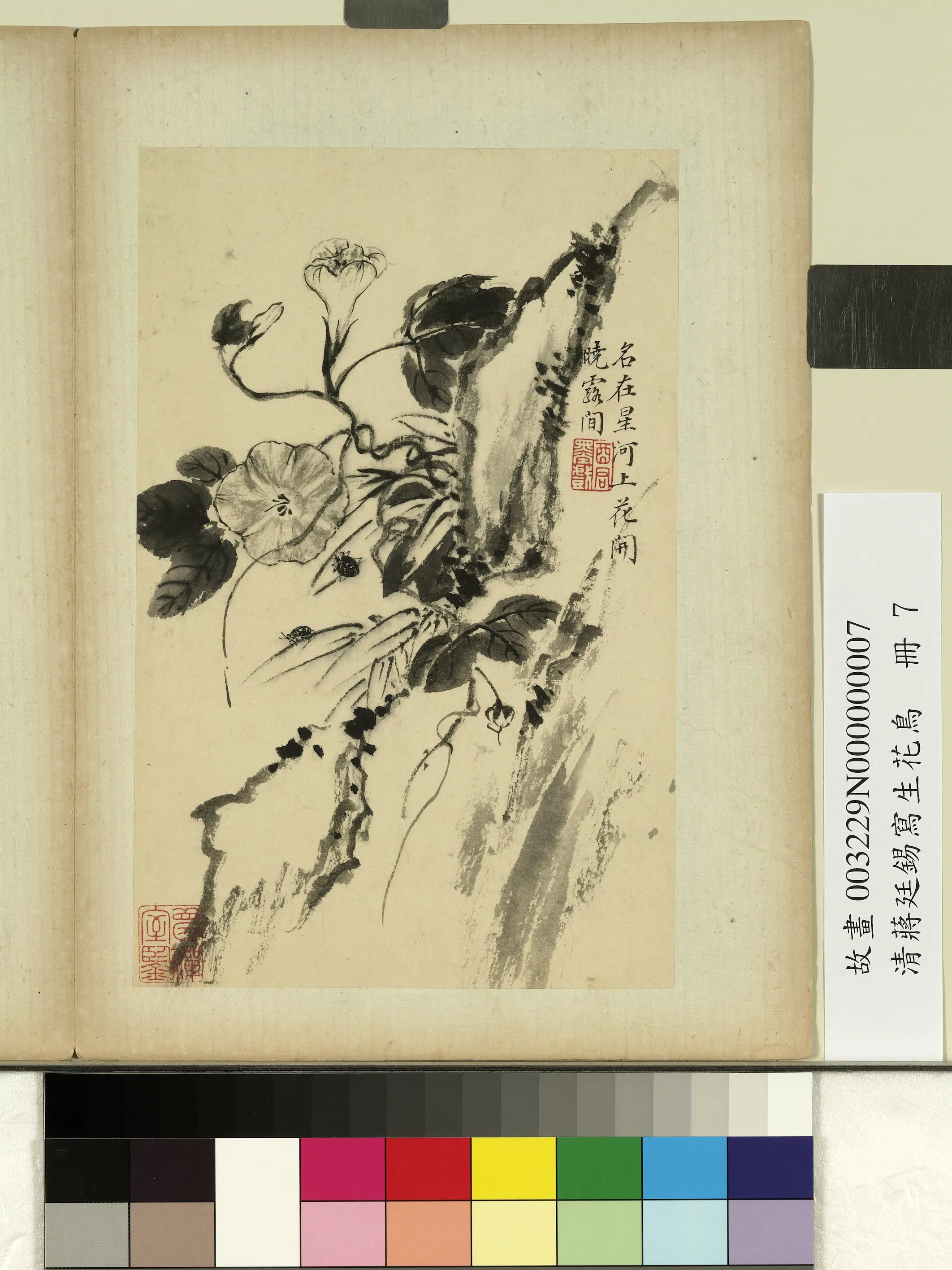 清代【蒋廷锡】《写生花鸟册-花开晓露》