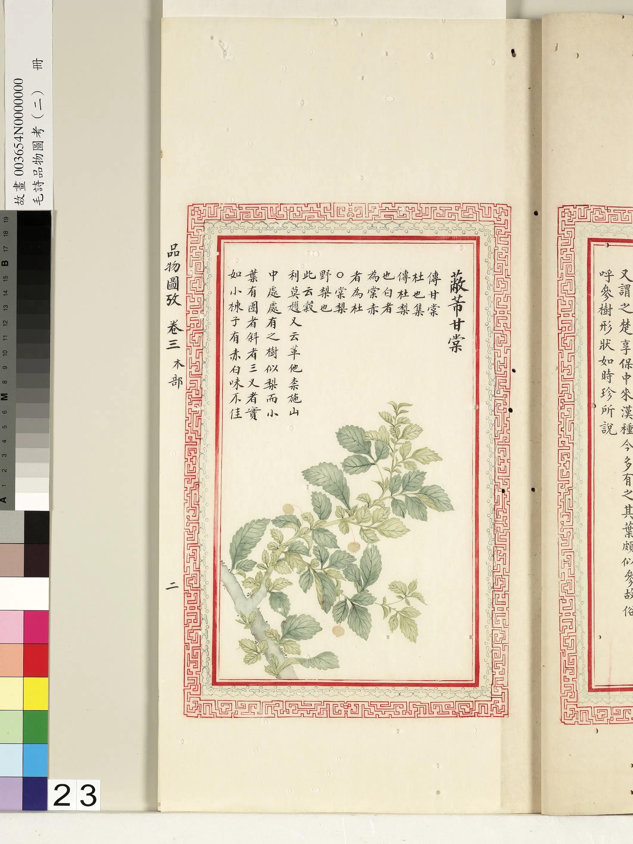清朝【佚名】《毛诗品物图考（二）册-蔽芾甘棠-1》