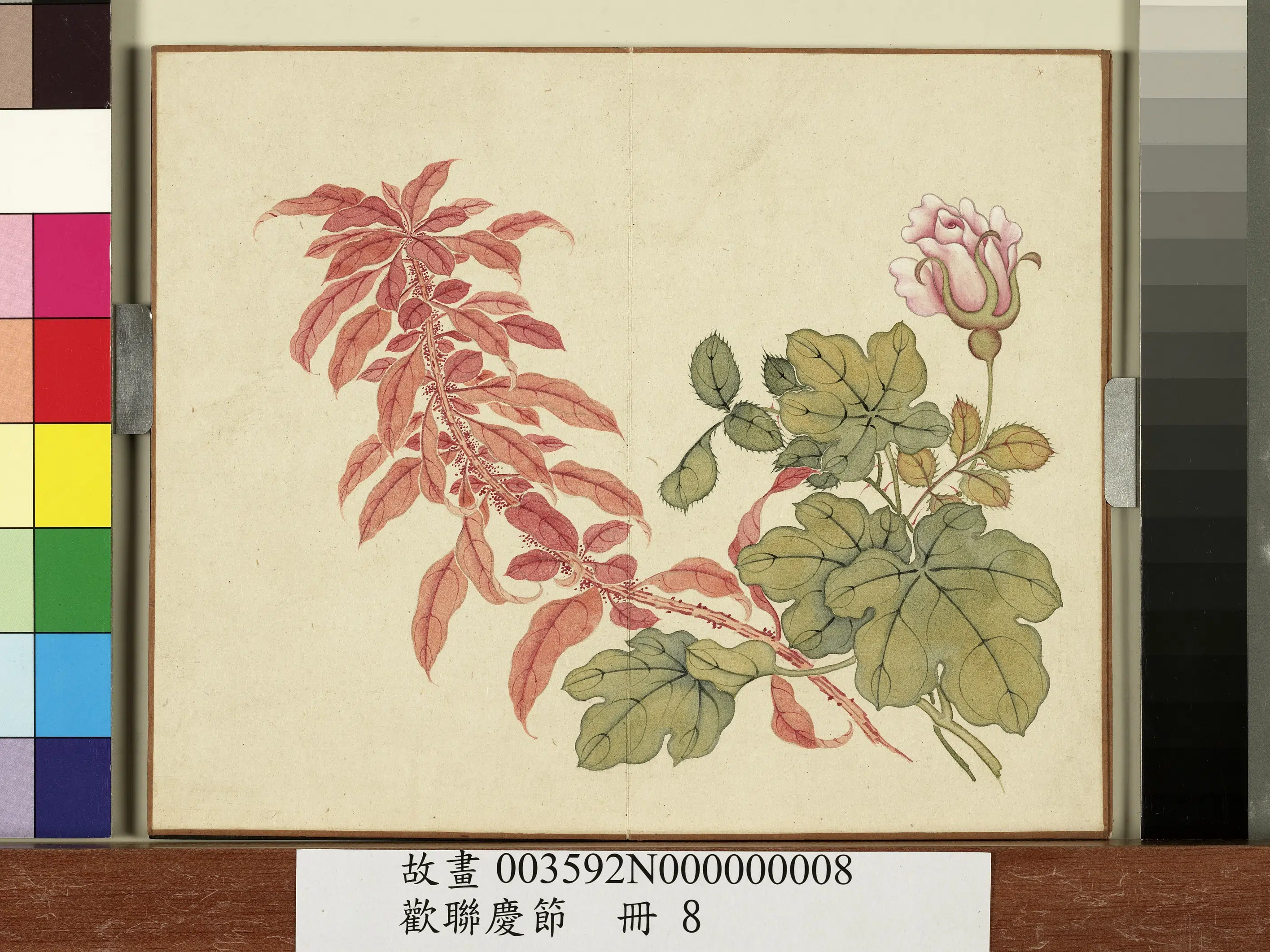 清朝【佚名】《欢联庆节册-月季雁来红》