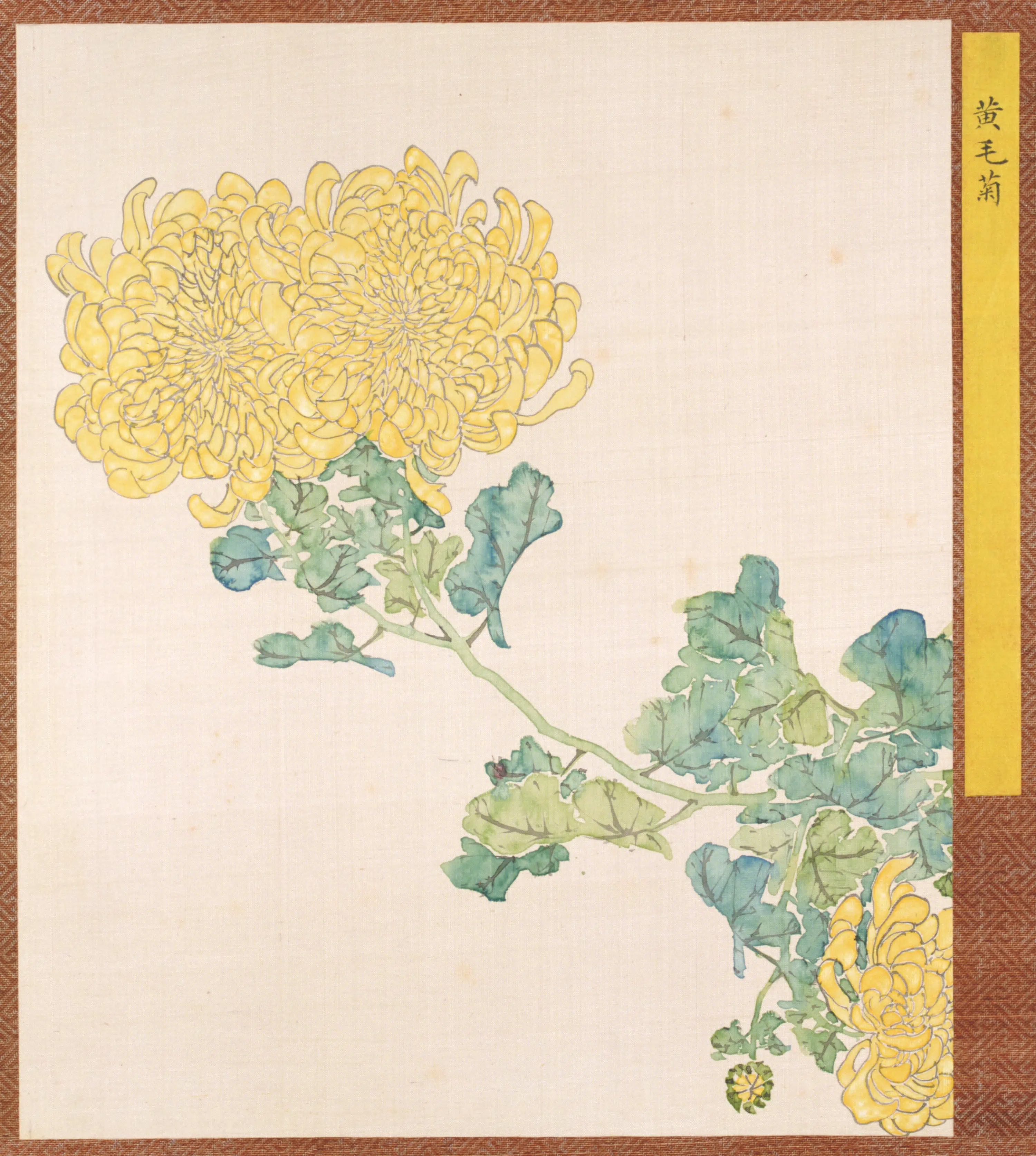 清代【清人】《菊谱册-4》 第1张
