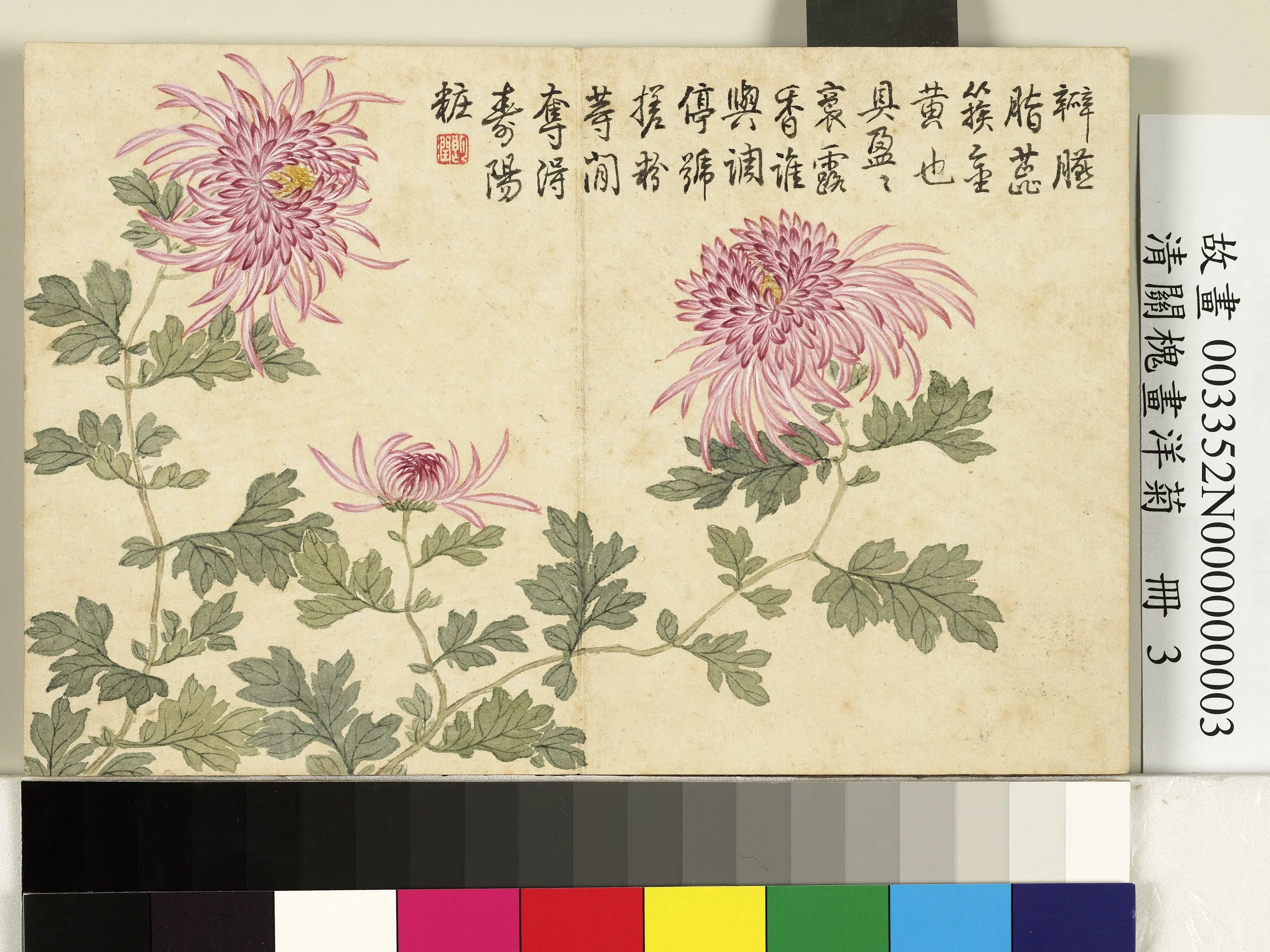 清代【关槐】《画洋菊册-槎粉籹》