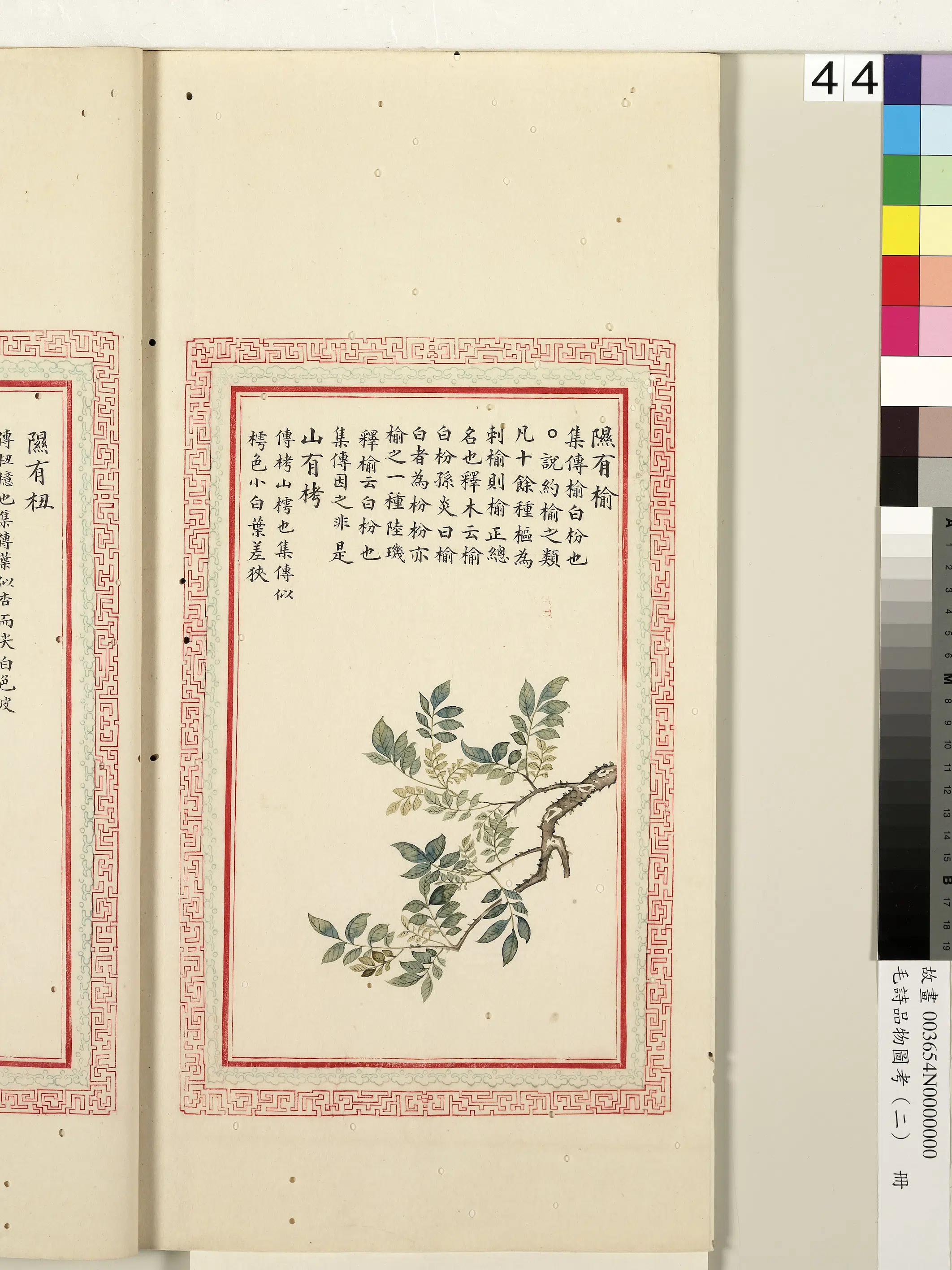 清朝【佚名】《毛诗品物图考（二）册-隰有榆山有栲-1》