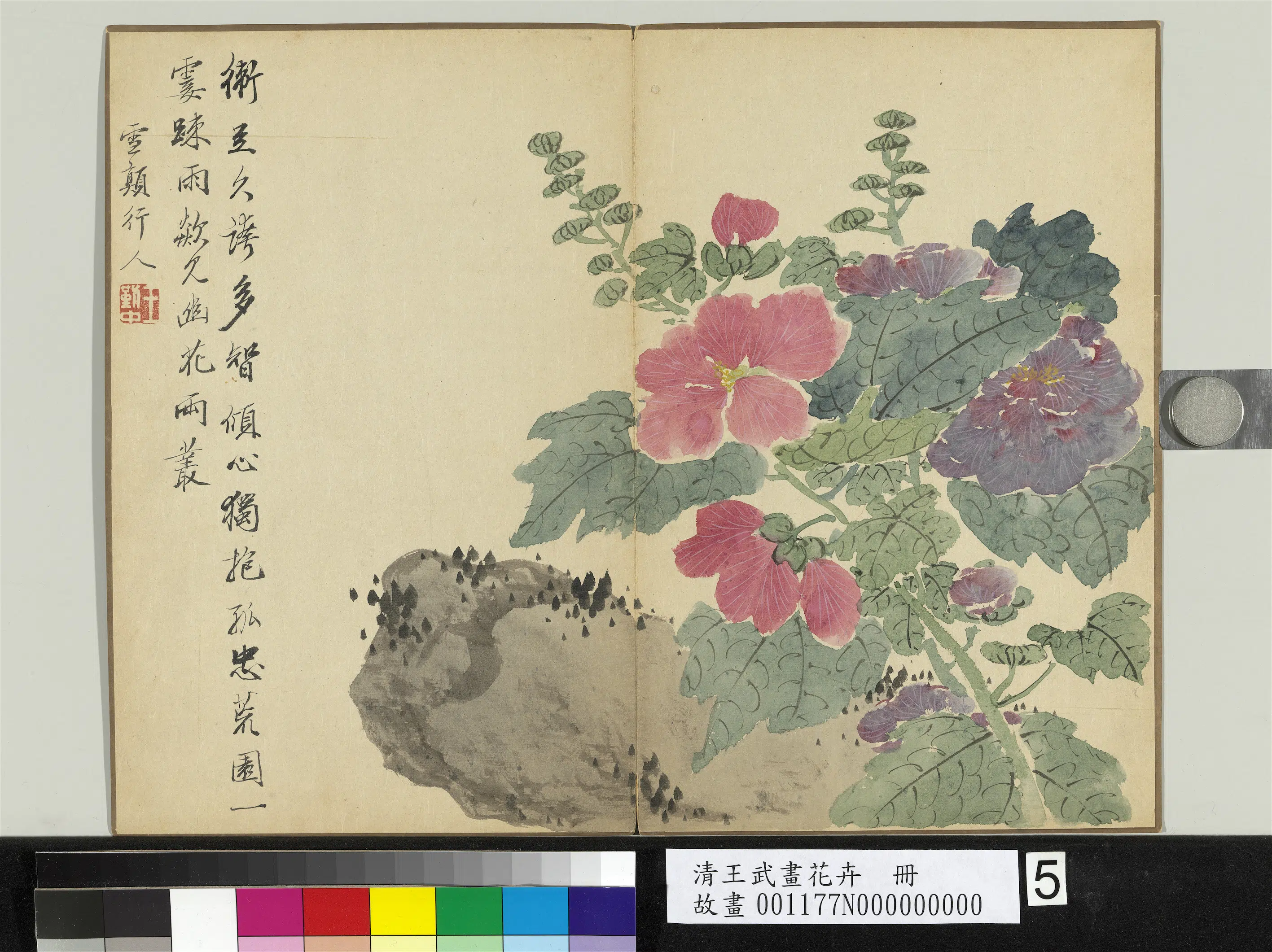 清代【王武】《画花卉册-拳石蜀葵》