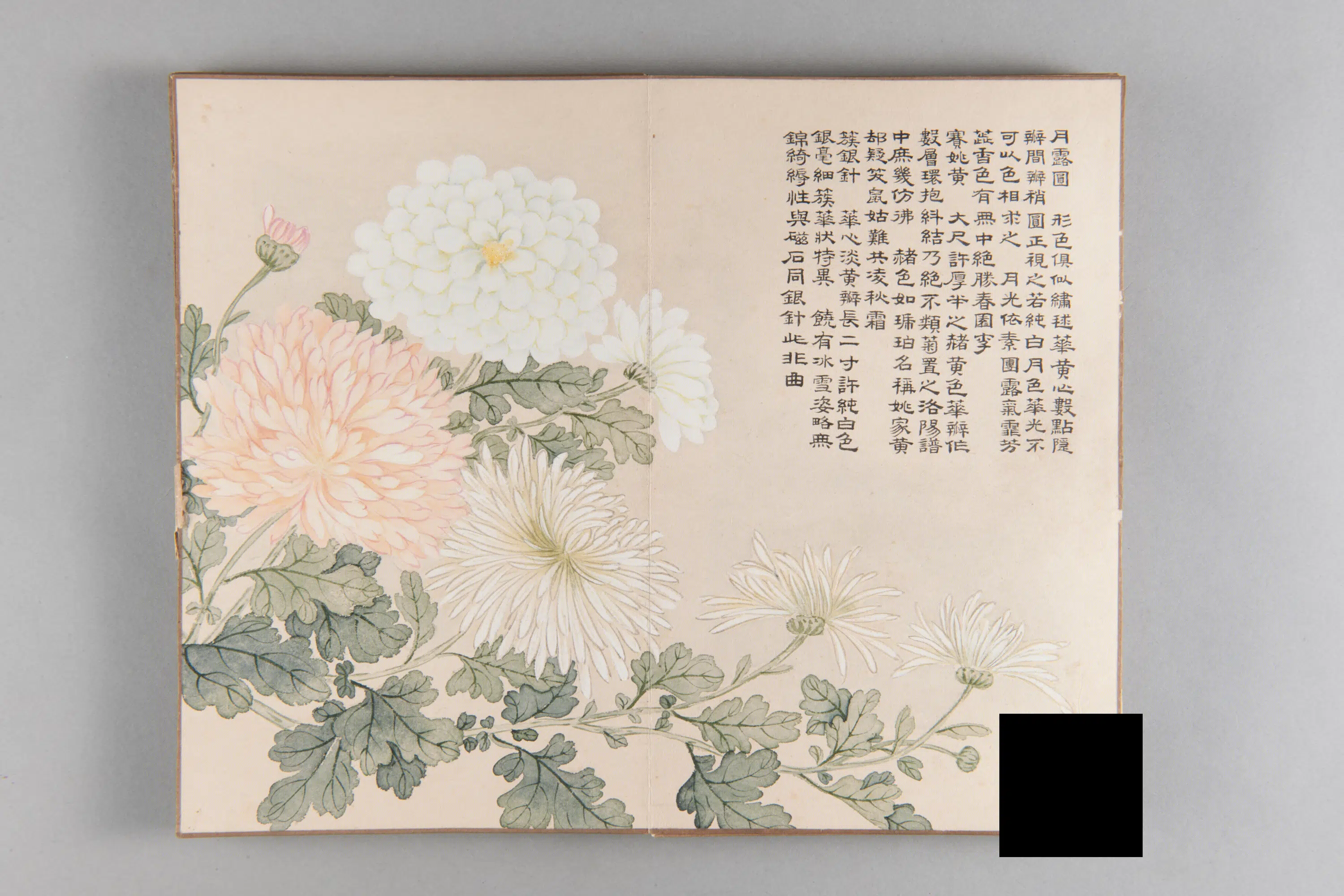 清代【爱新觉罗弘旿】《洋菊图册（15开）》