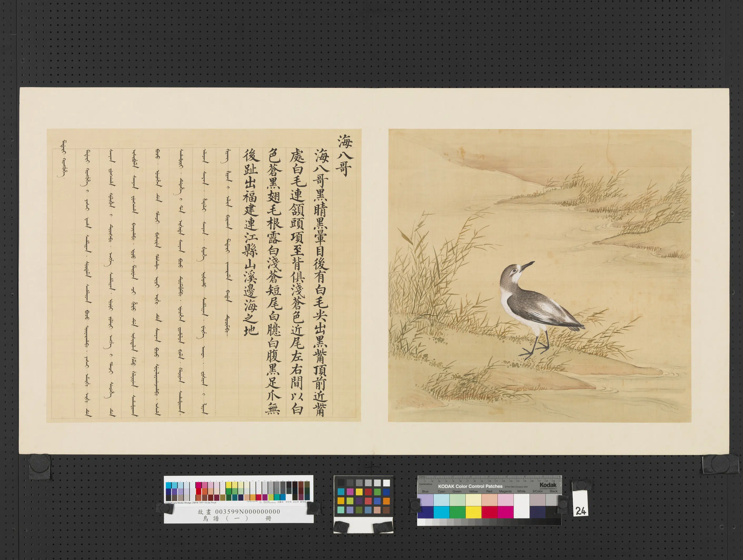 《鸟谱(一)册》 第12张 《鸟谱(一)册》 第12张