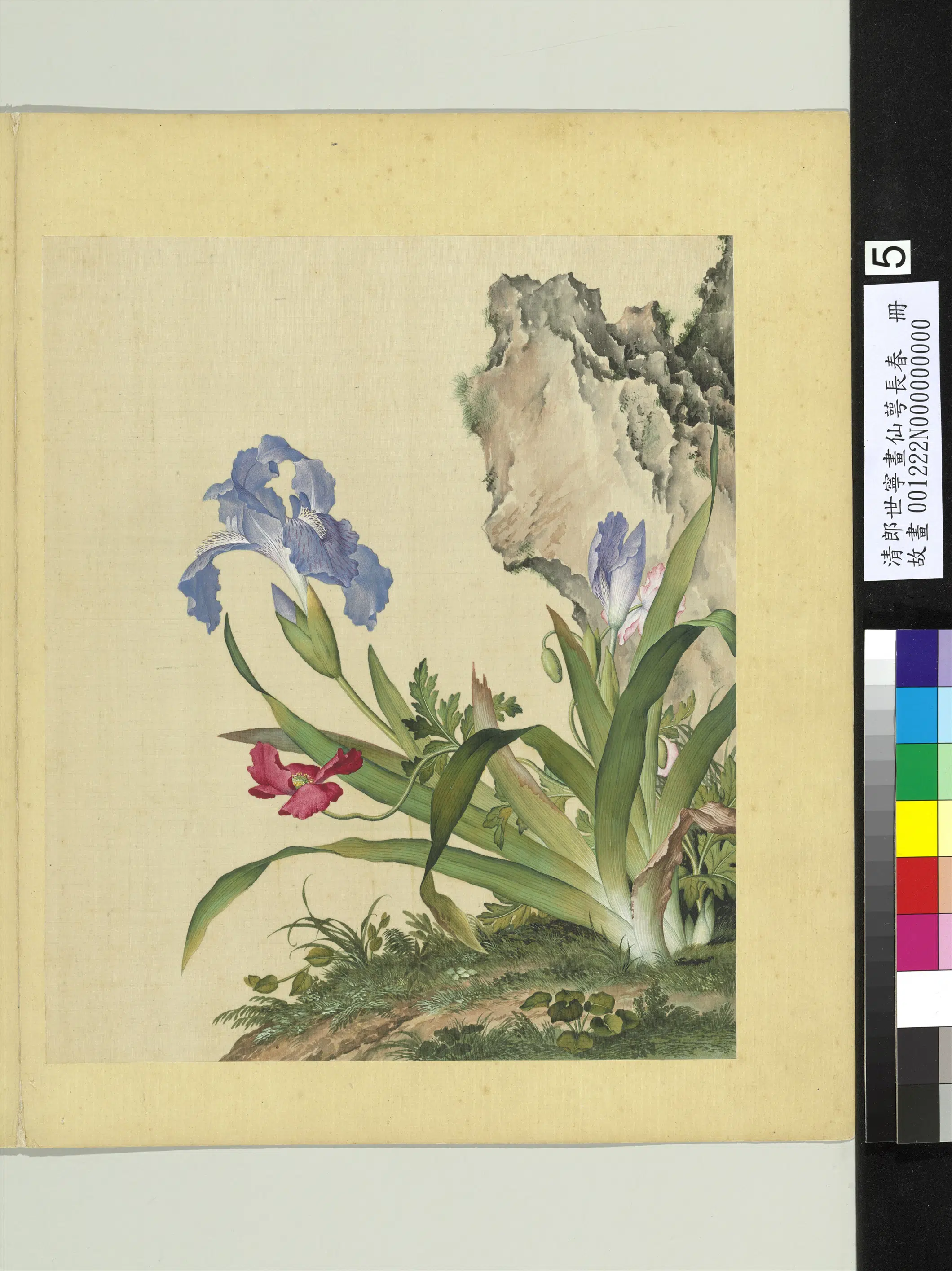 清代【郎世宁】《画仙萼长春册》 第13张 清代【郎世宁】《画仙萼长春册》 第13张