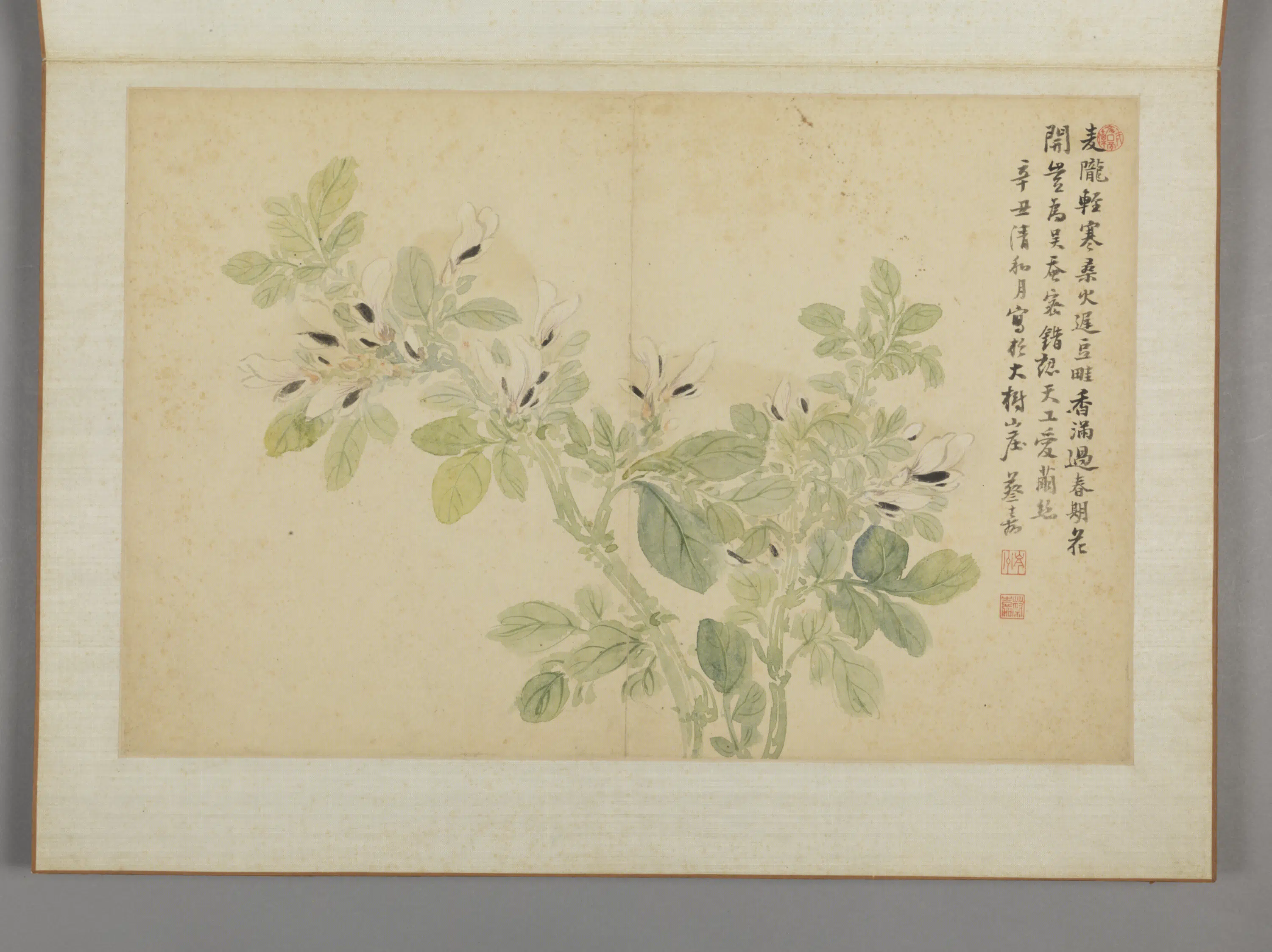 清代【蔡嘉】《花卉图册（11开）》 第4张