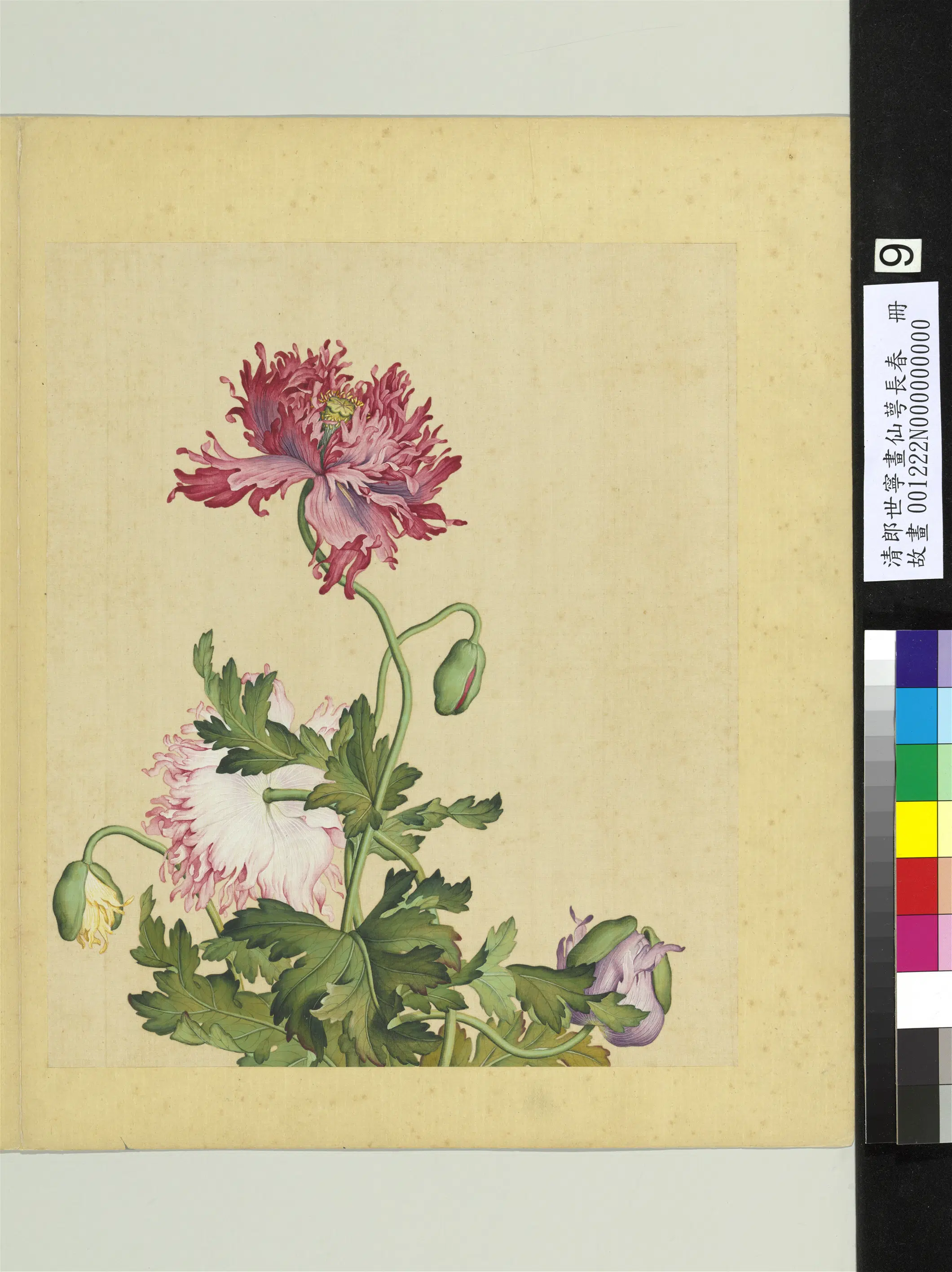 清代【郎世宁】《画仙萼长春册》 第8张 清代【郎世宁】《画仙萼长春册》 第8张