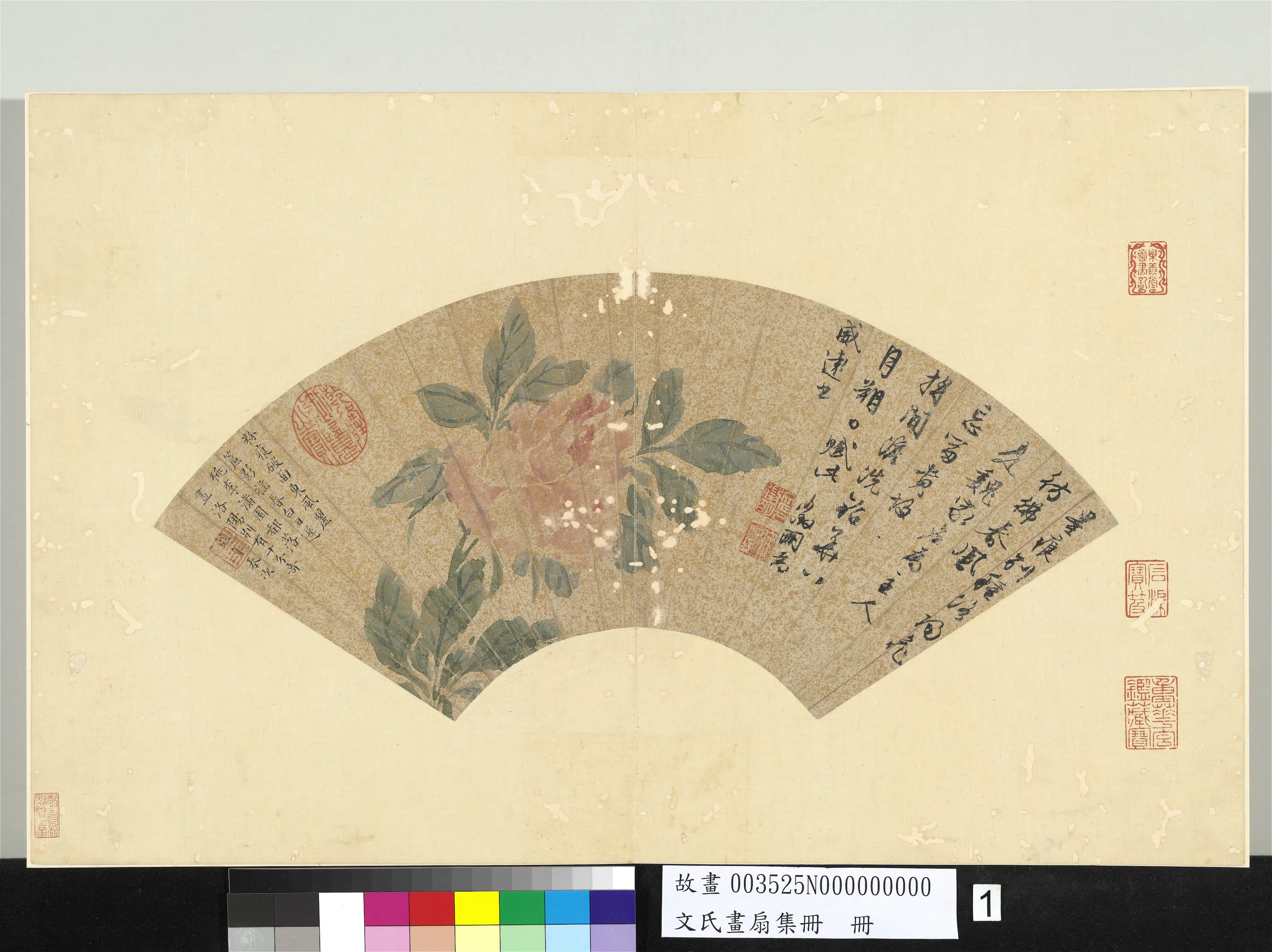 明朝【文征明徵明】《文氏画扇集册-牡丹》