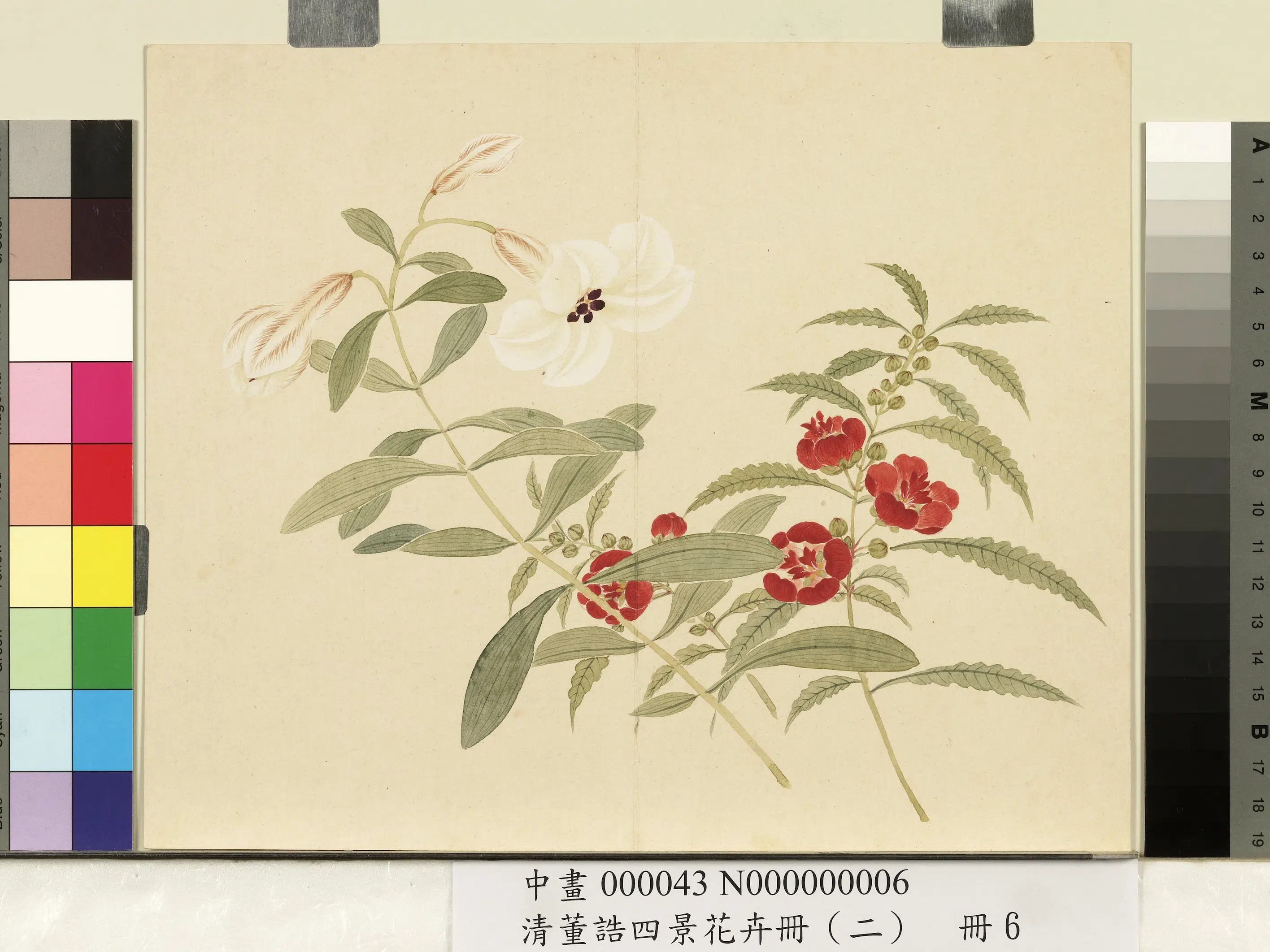 清代【董诰】《四景花卉册（二）册-夏景花卉之六》 第1张