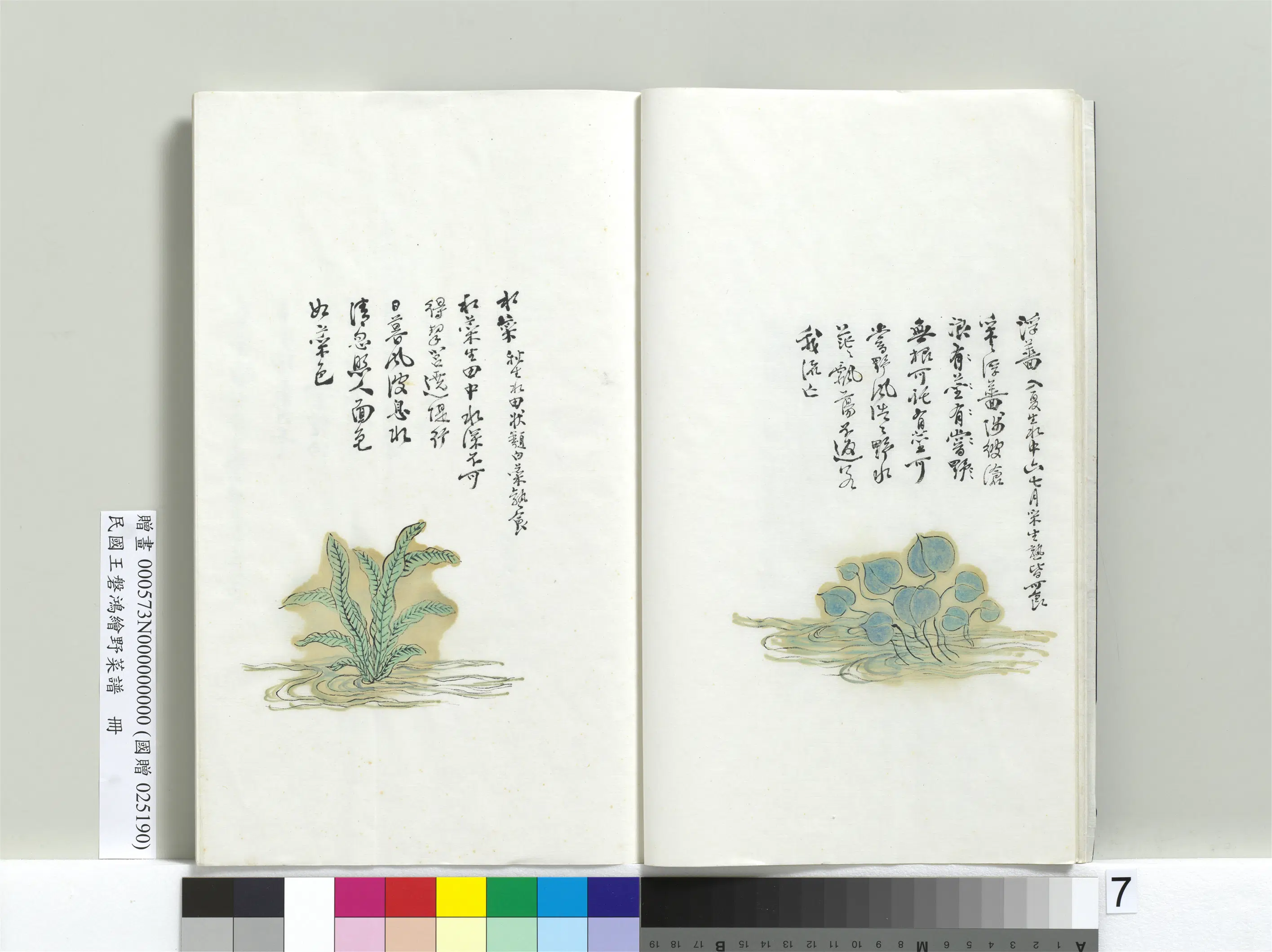 《绘王盘野菜谱册-水菜》