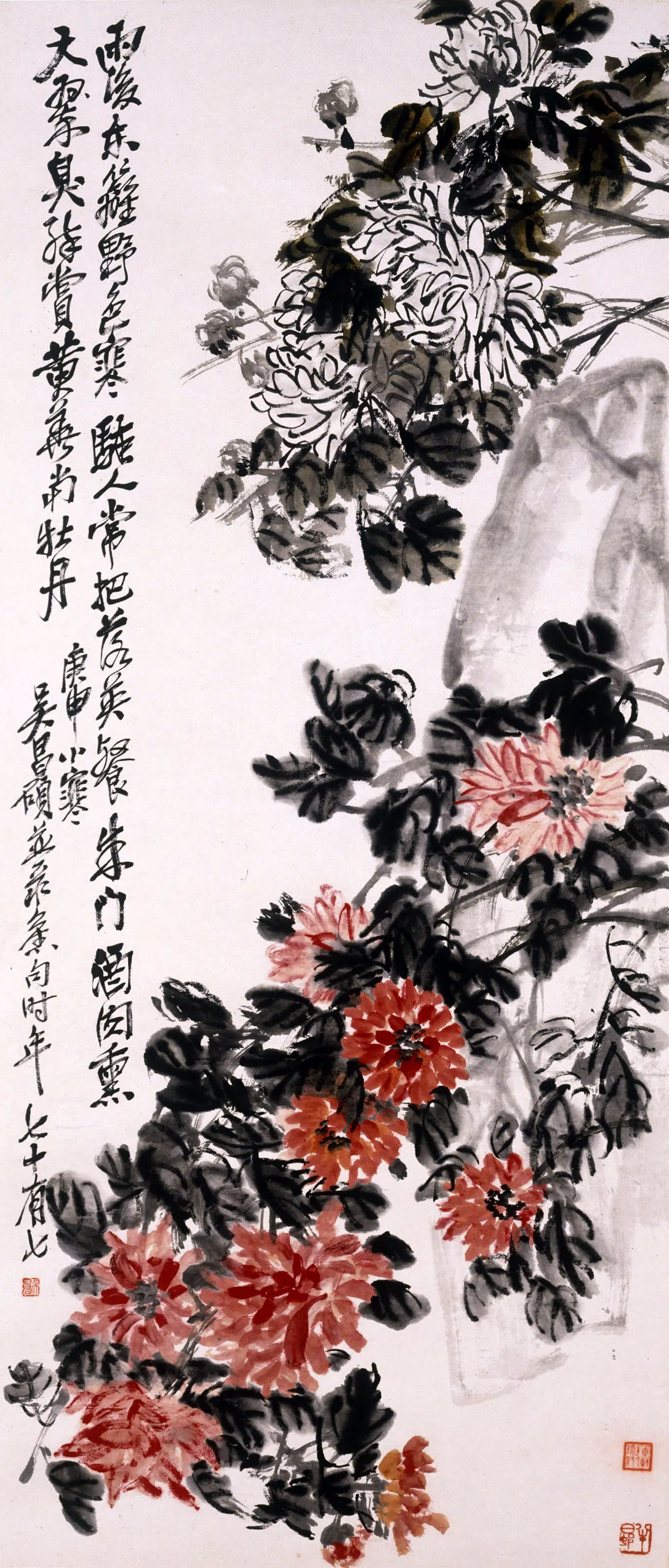 清代【吴昌硕（吴俊卿）】《设色菊花轴》