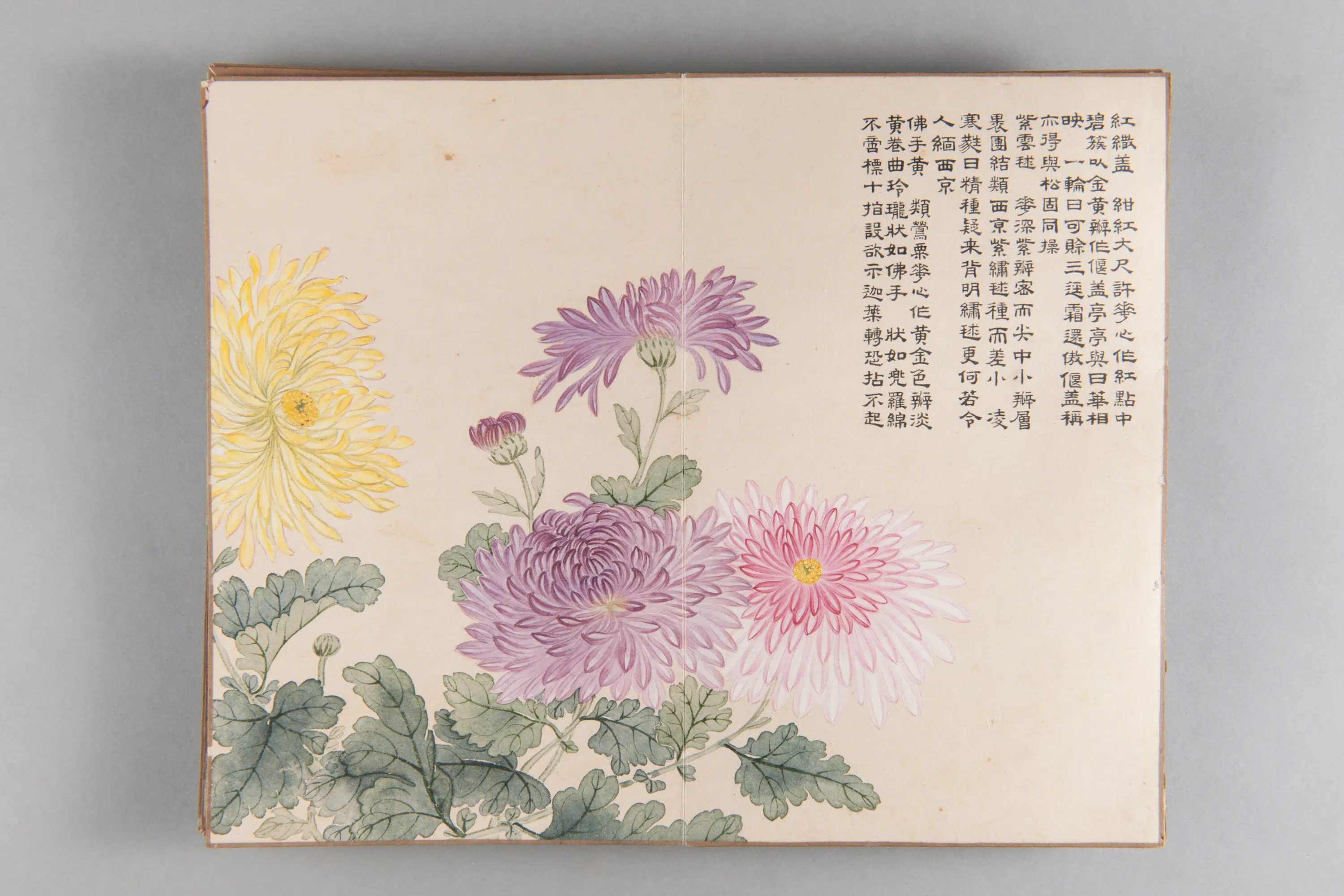 清代【爱新觉罗弘旿】《洋菊图册(15开)》 第10张 清代【爱新觉罗弘旿】《洋菊图册(15开)》 第10张