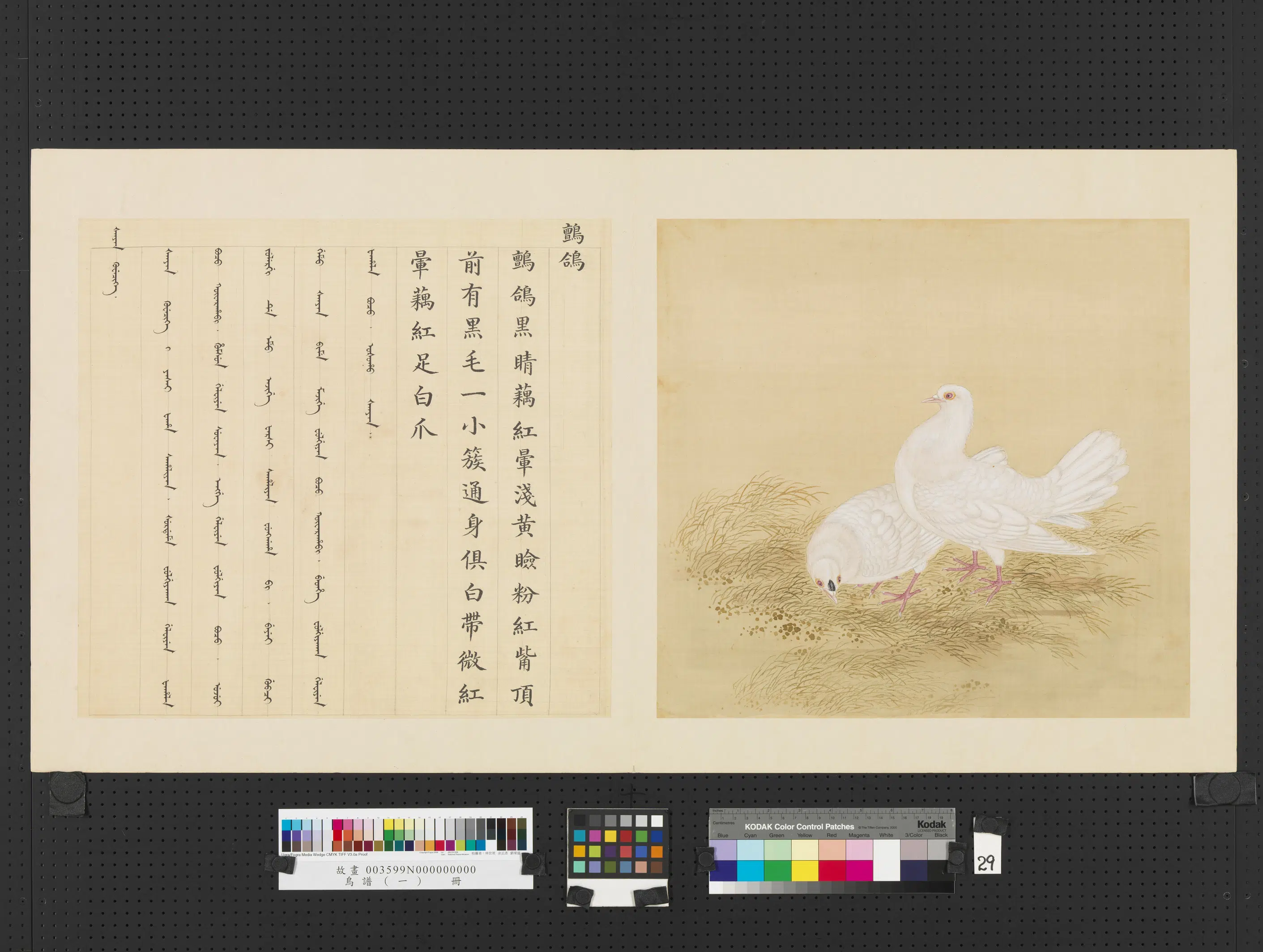 《鸟谱(一)册》 第29张 《鸟谱(一)册》 第29张