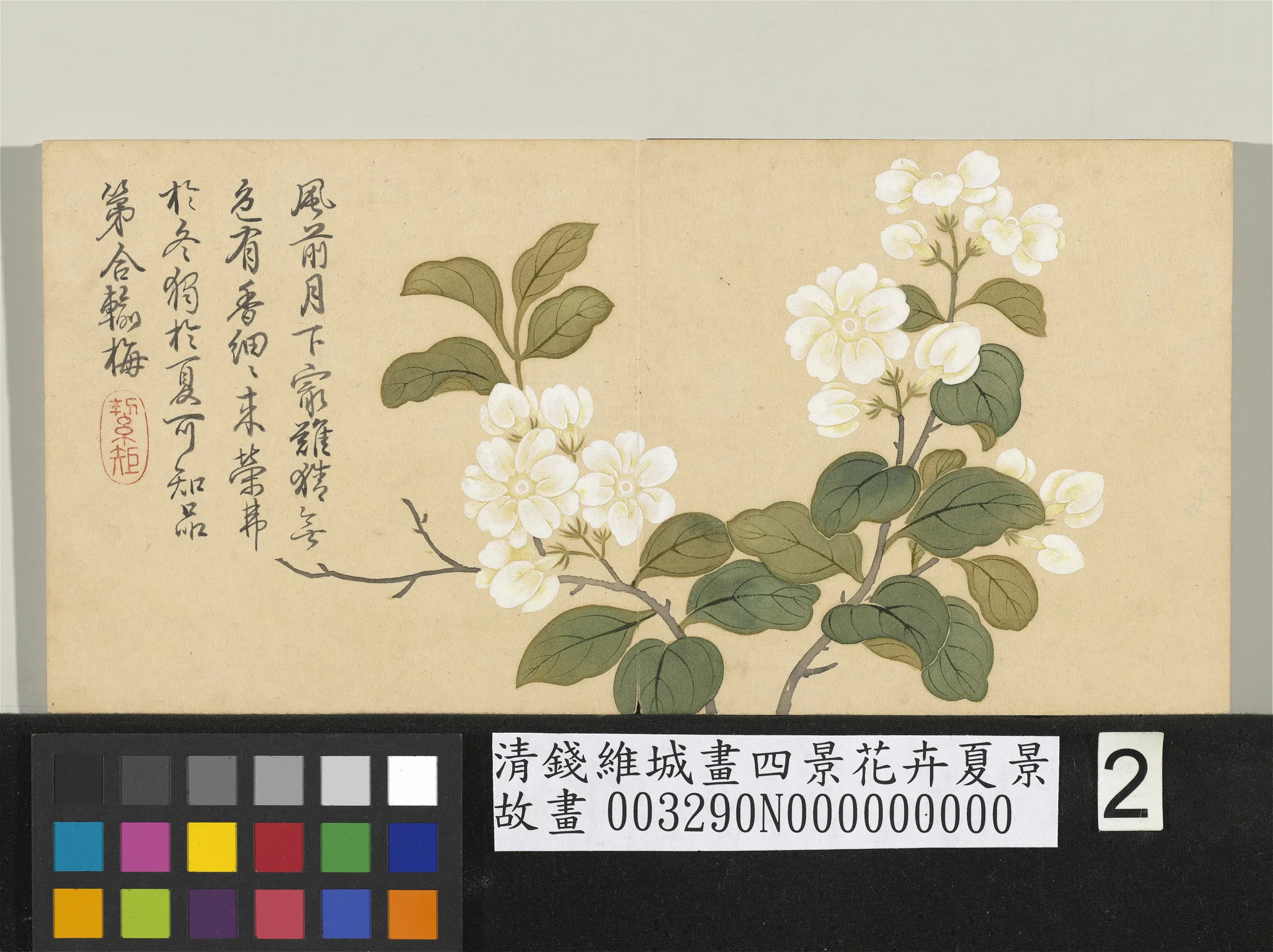 清代【钱维城】《画四景花卉夏景册-茉莉》