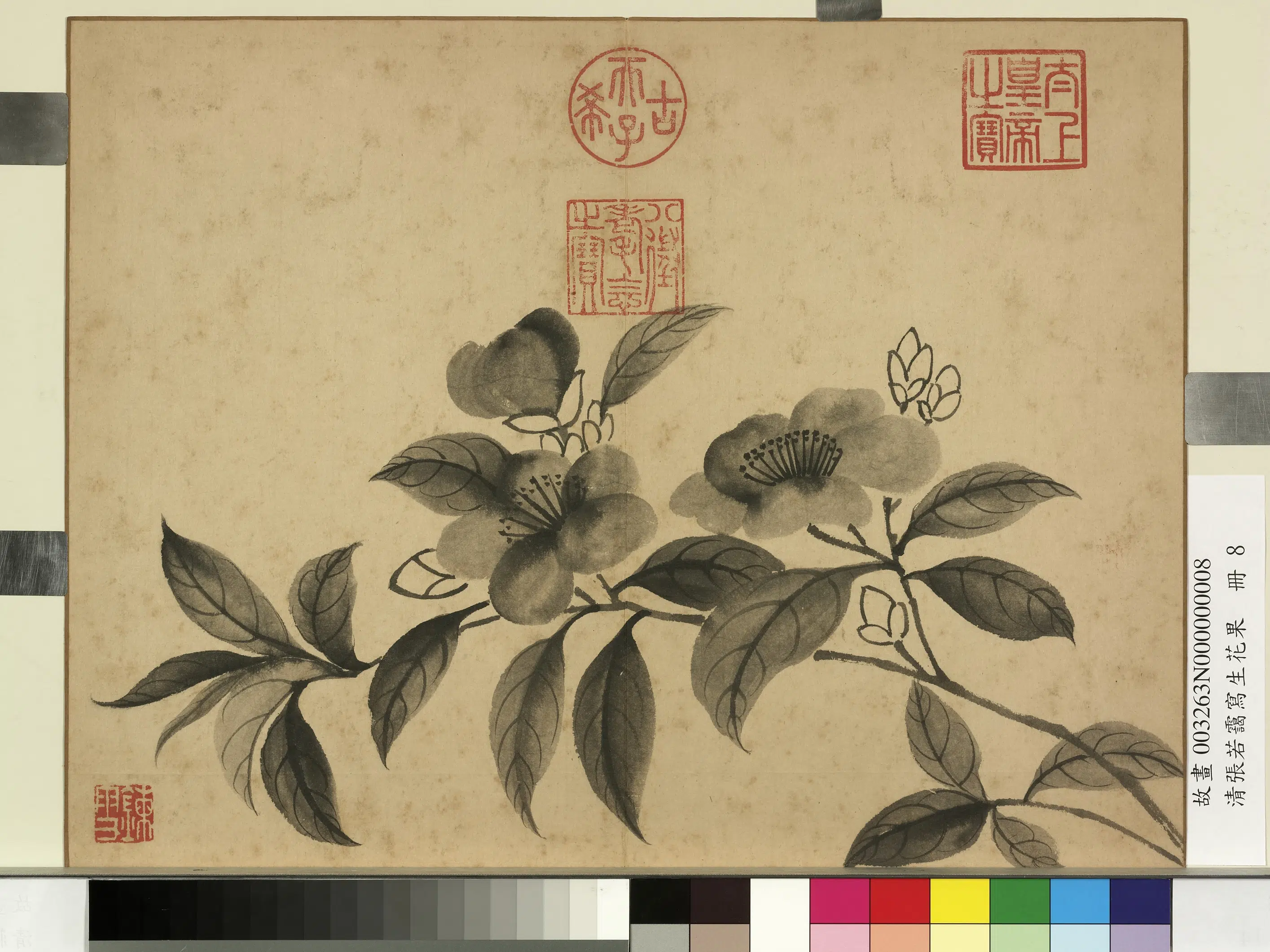 清代【张若霭】《写生花果册》