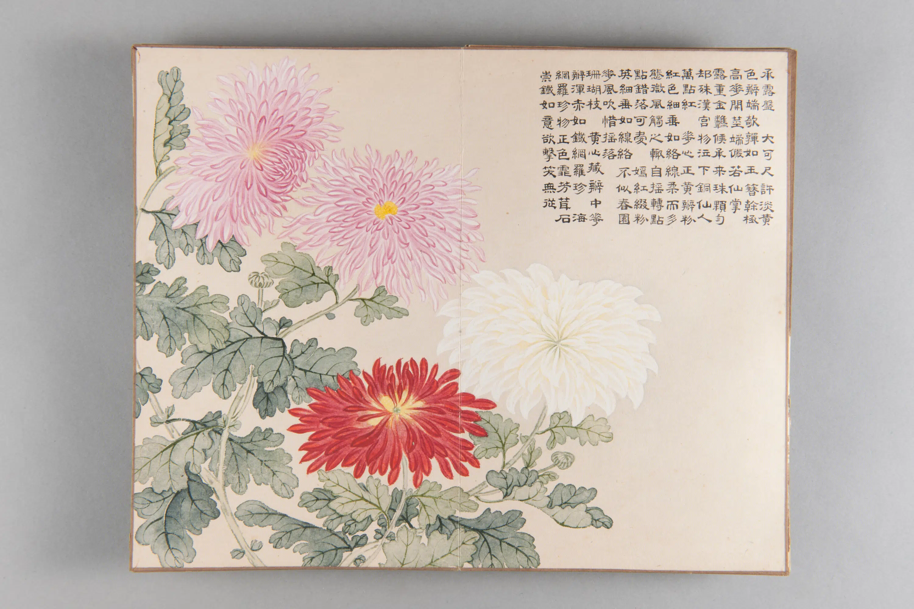 清代【爱新觉罗弘旿】《洋菊图册(15开)》 第8张 清代【爱新觉罗弘旿】《洋菊图册(15开)》 第8张