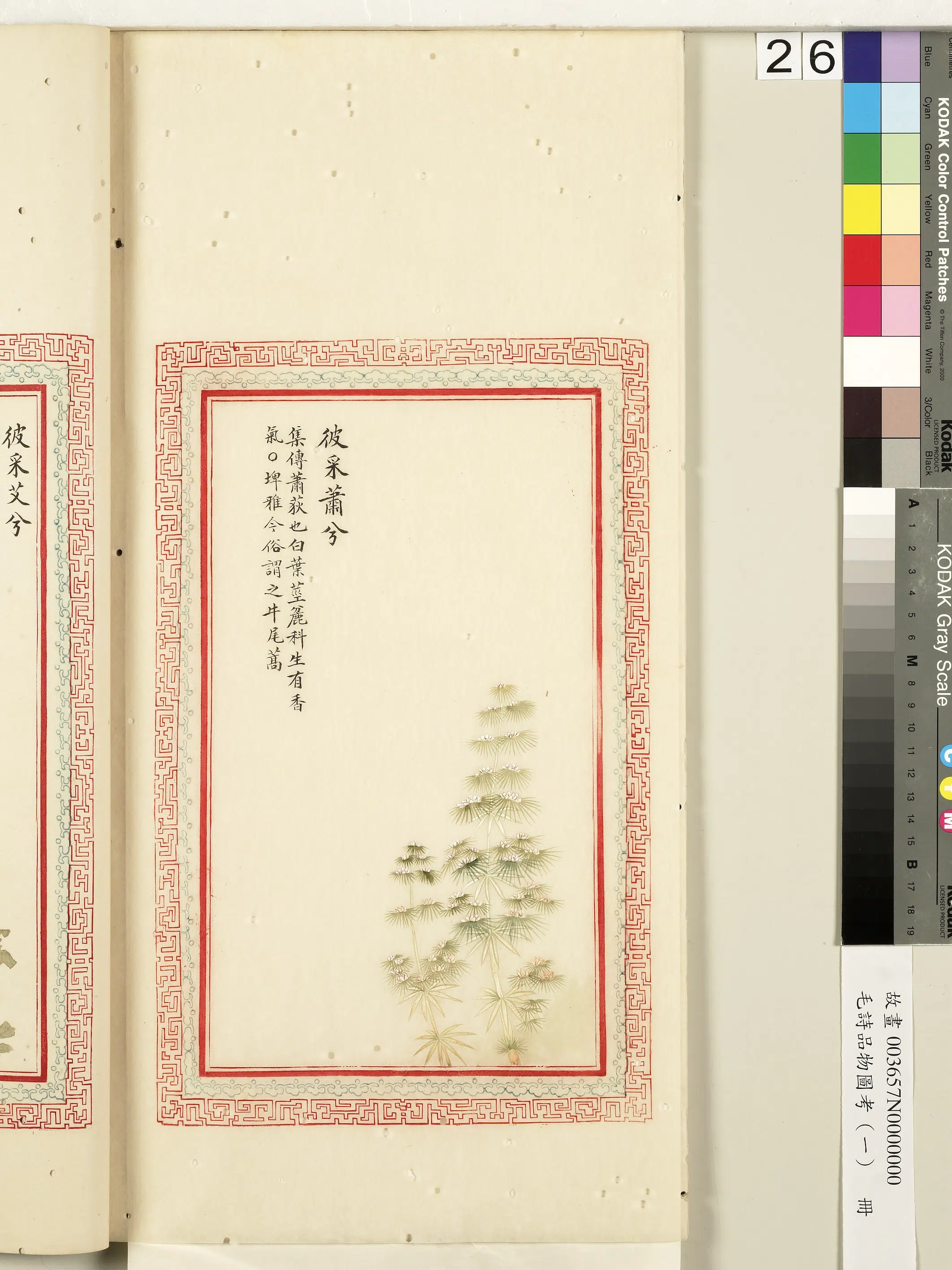 清朝【佚名】《毛诗品物图考（一）册-彼采萧兮-2》