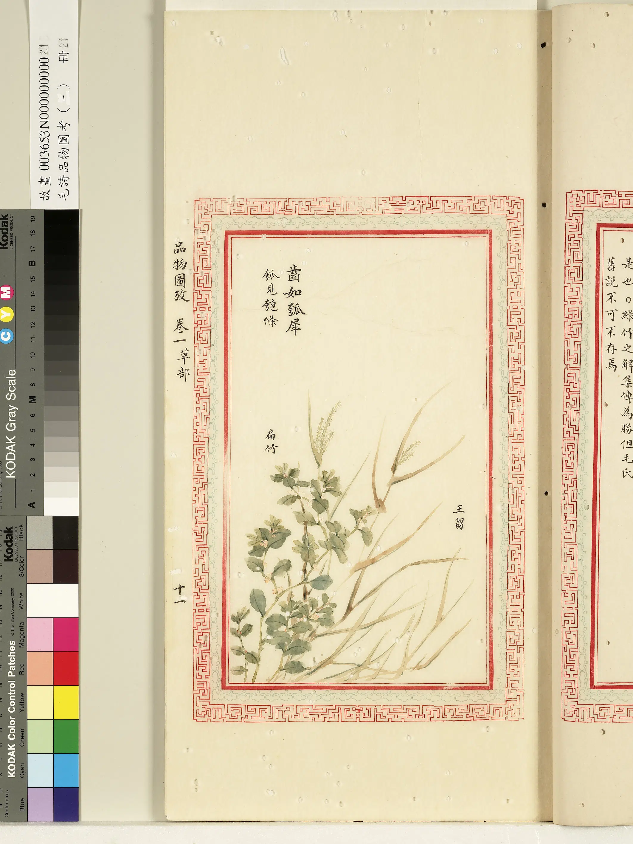 清代《毛诗品物图考(一)册-1》 第57张 清代《毛诗品物图考(一)册-1》 第57张