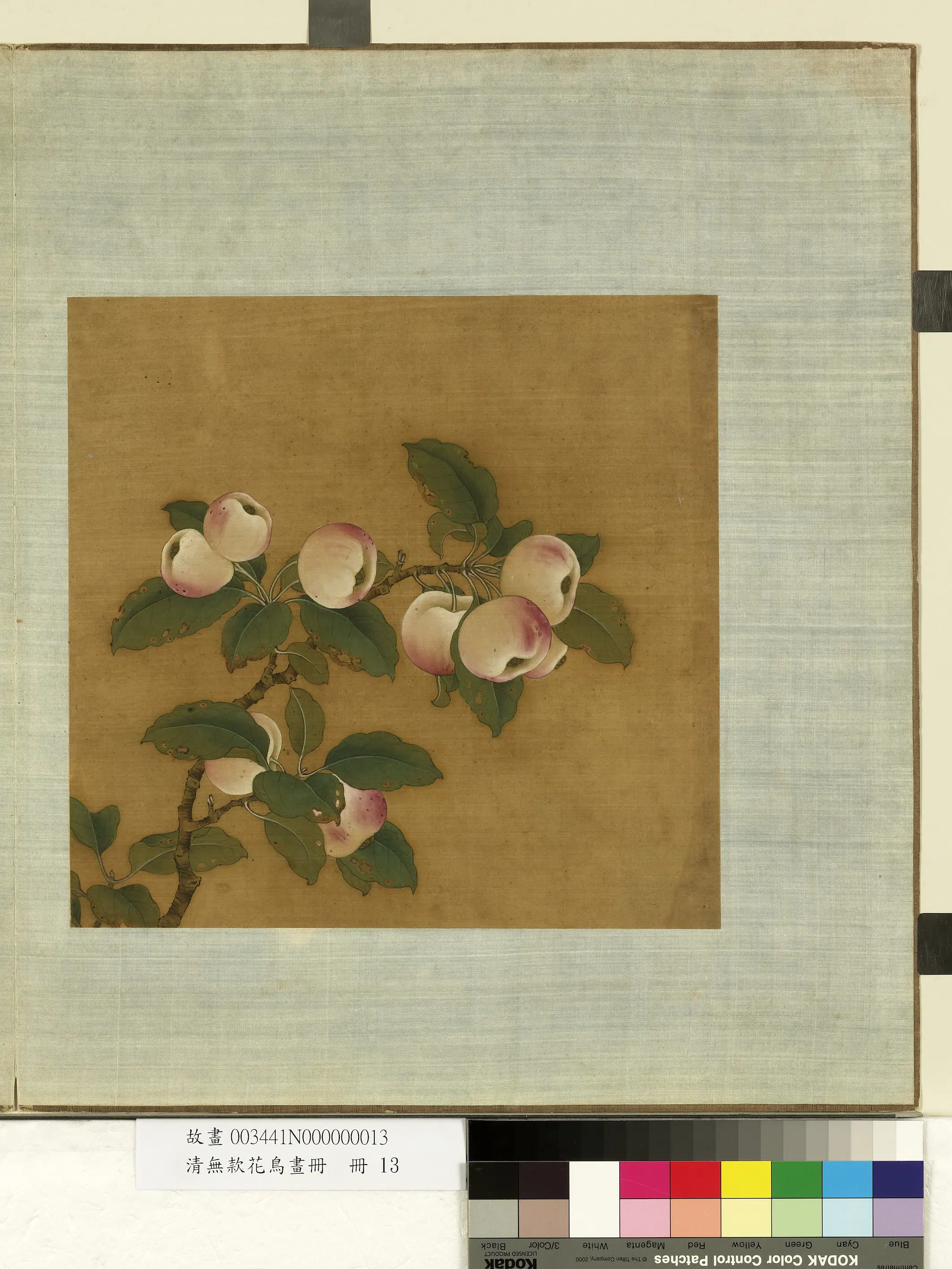 《无款花鸟画册-苹婆》