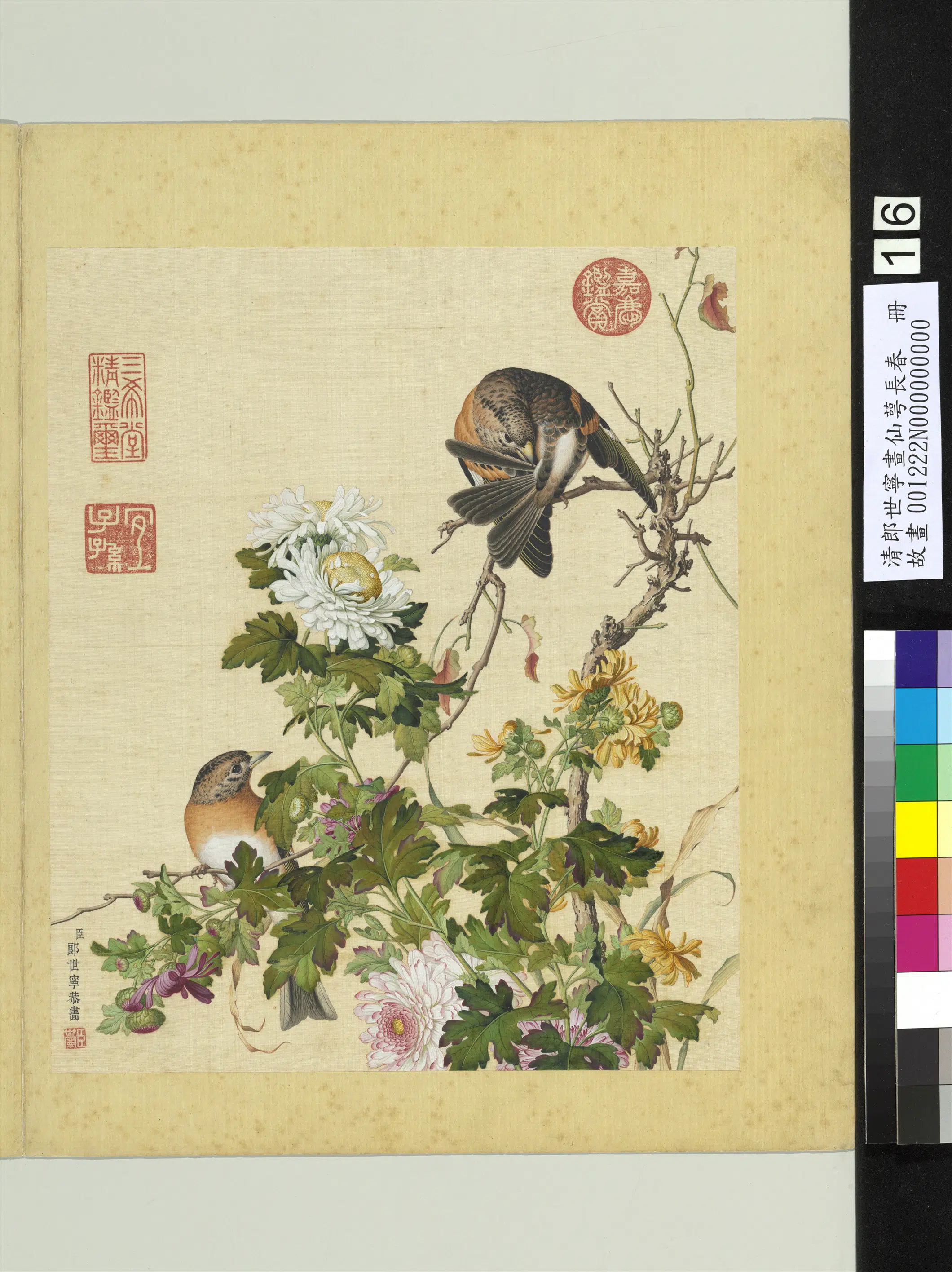 清代【郎世宁】《画仙萼长春册-菊花》