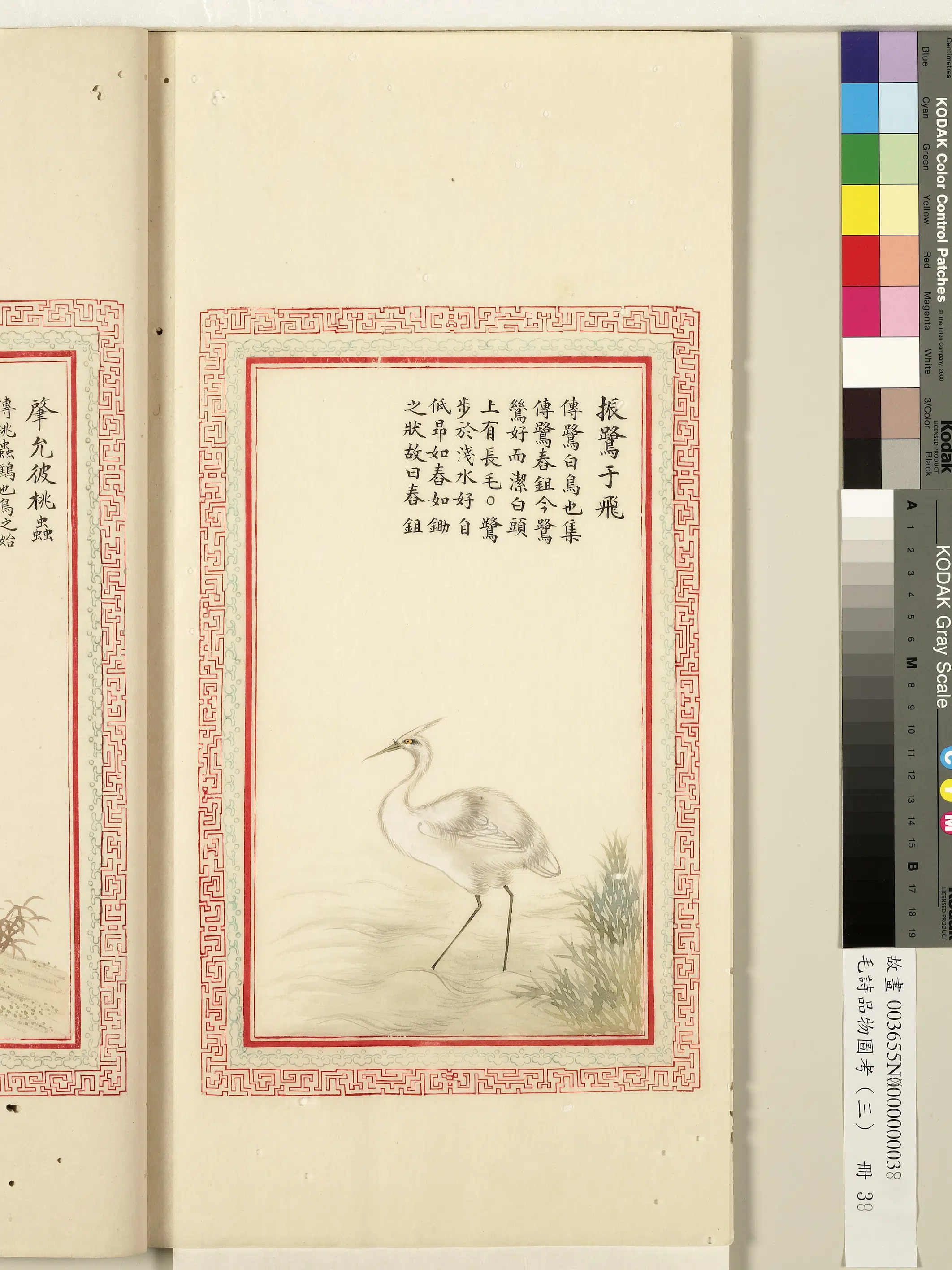 清朝【佚名】《毛诗品物图考（三）册-振鹭于飞-1》