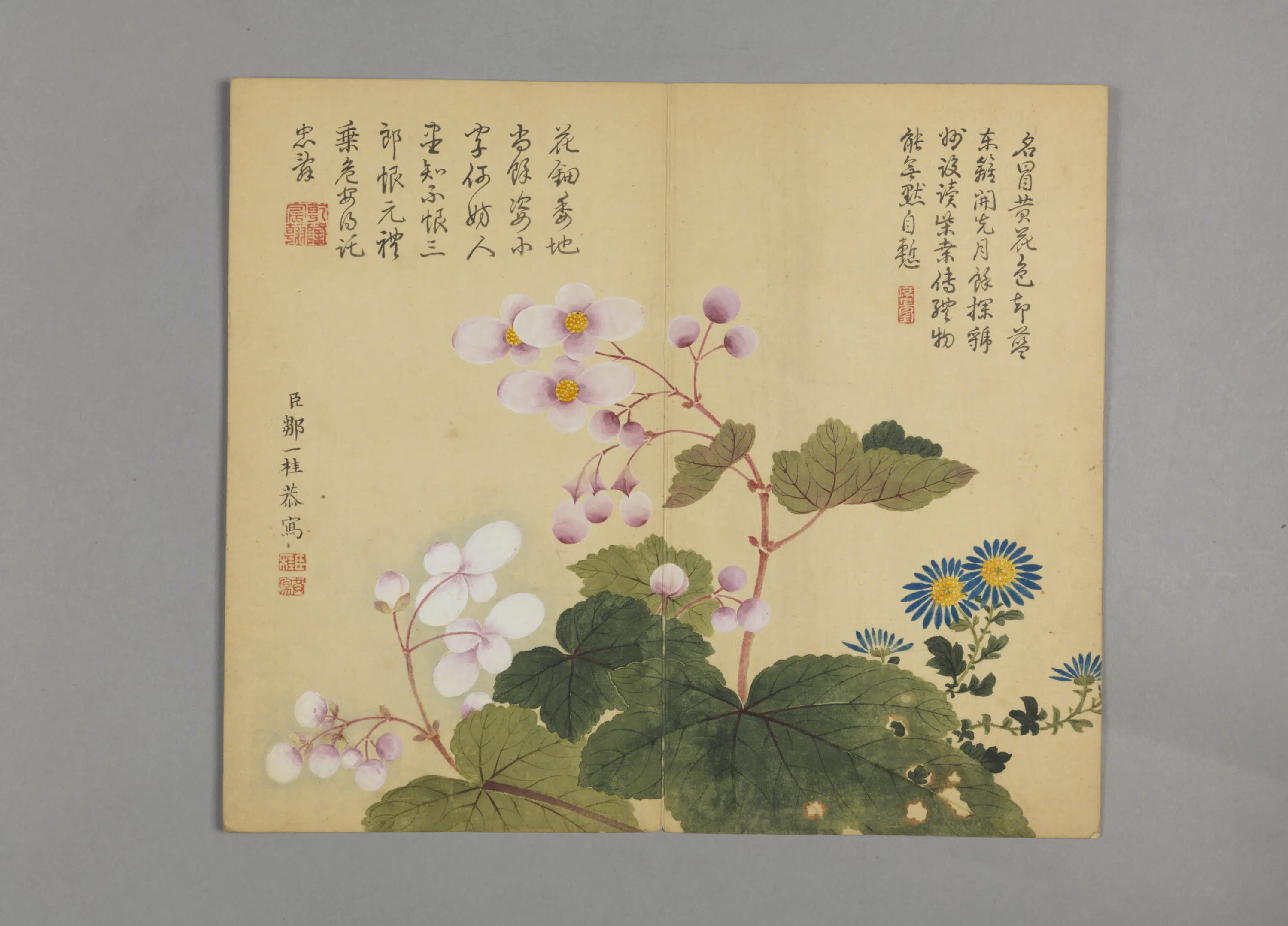 清代【邹一桂】《花鸟草虫图册（12开）》 第10张