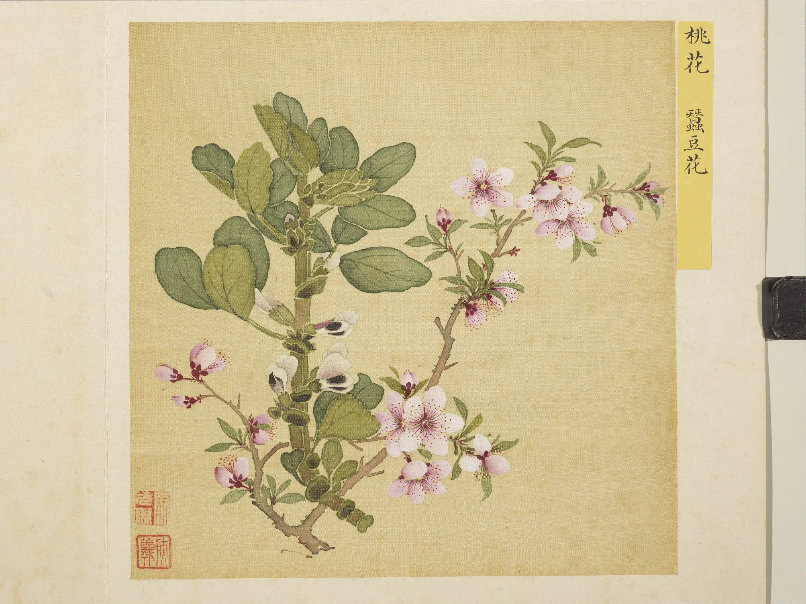 清朝【马元驭】《花卉册》 第2张 清朝【马元驭】《花卉册》 第2张