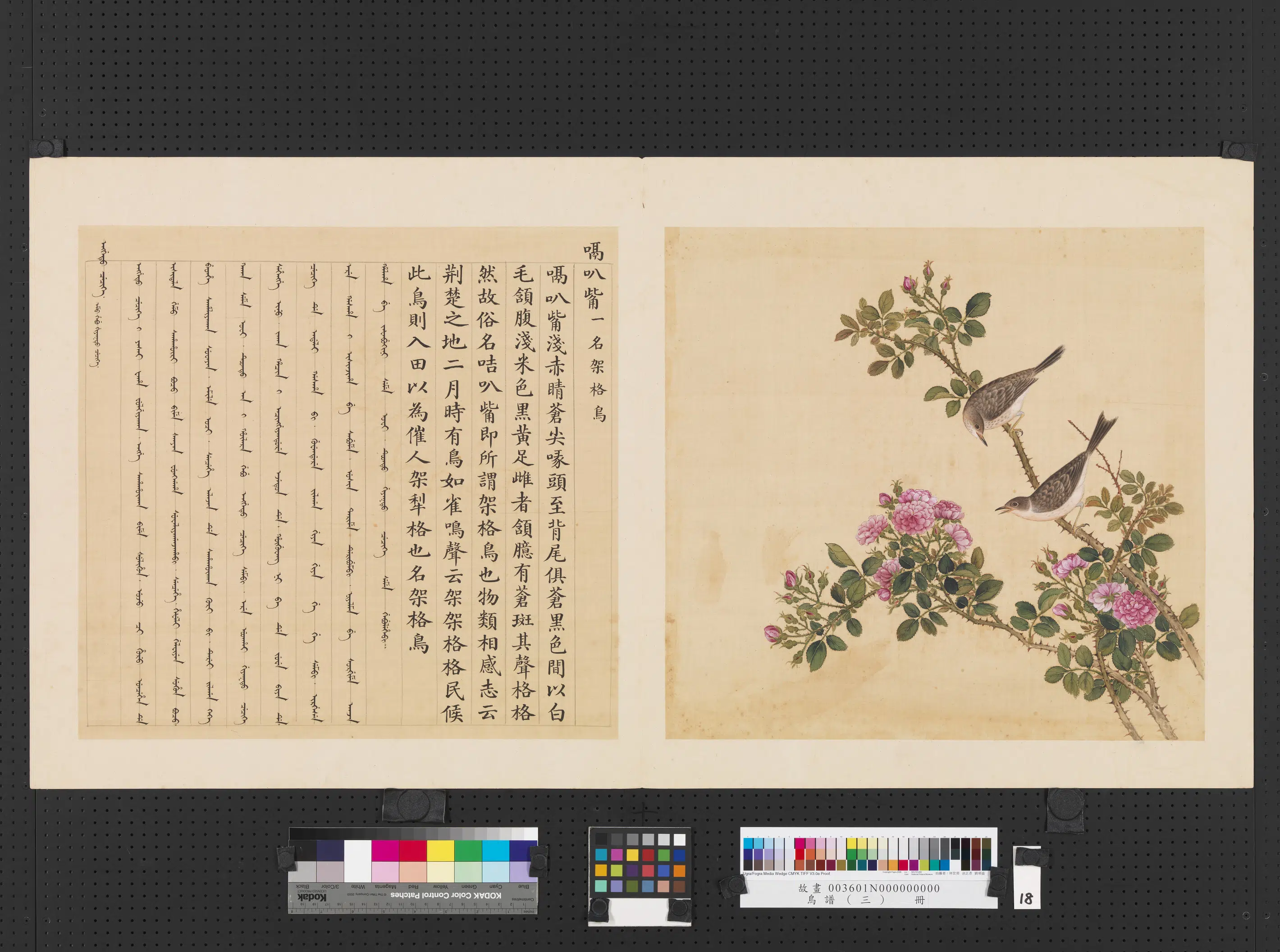 清代【佚名】《鸟谱（三）册-嗝叭嘴》