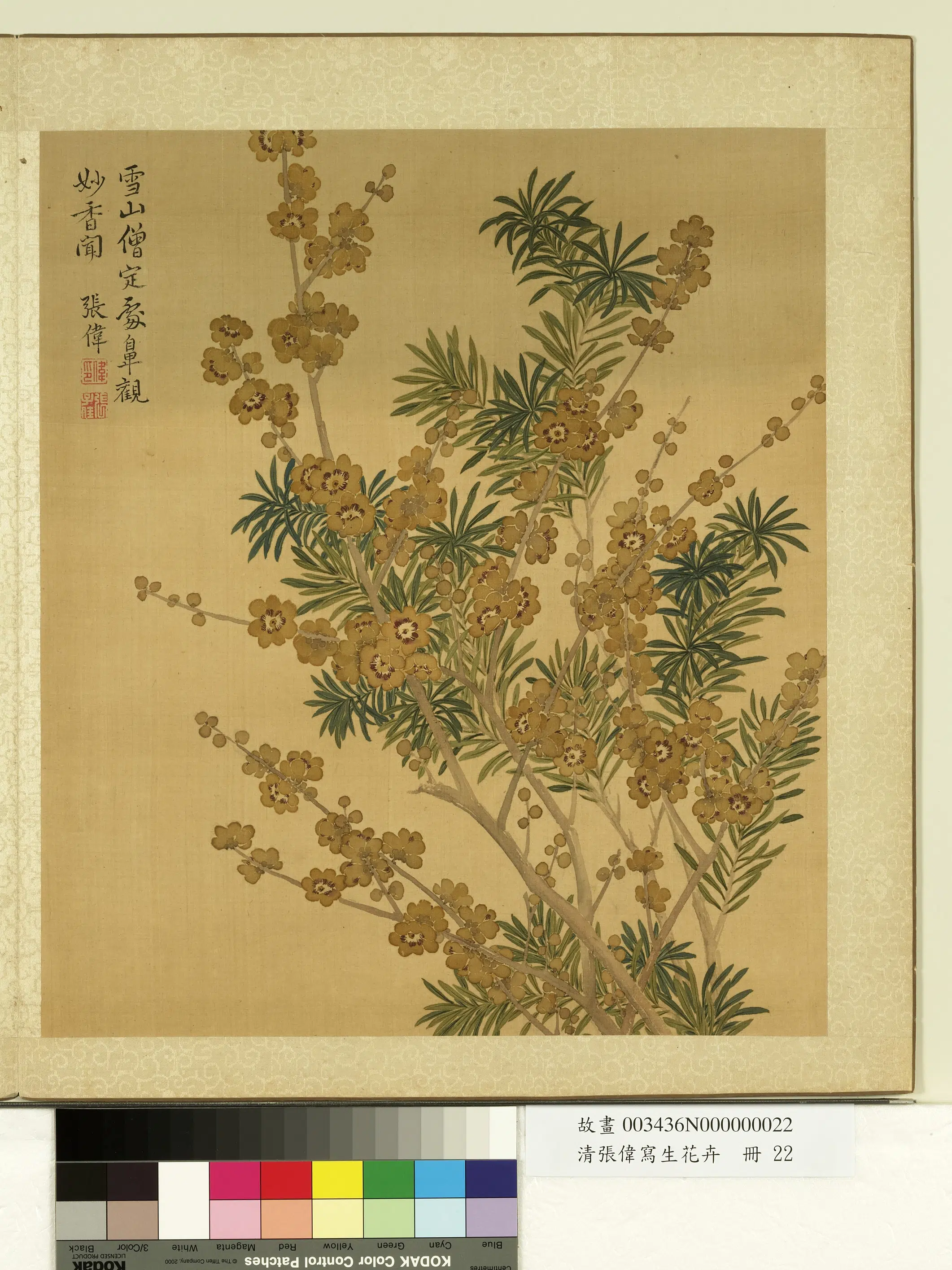 清代【张伟】《写生花卉册-蜡梅罗汉松》