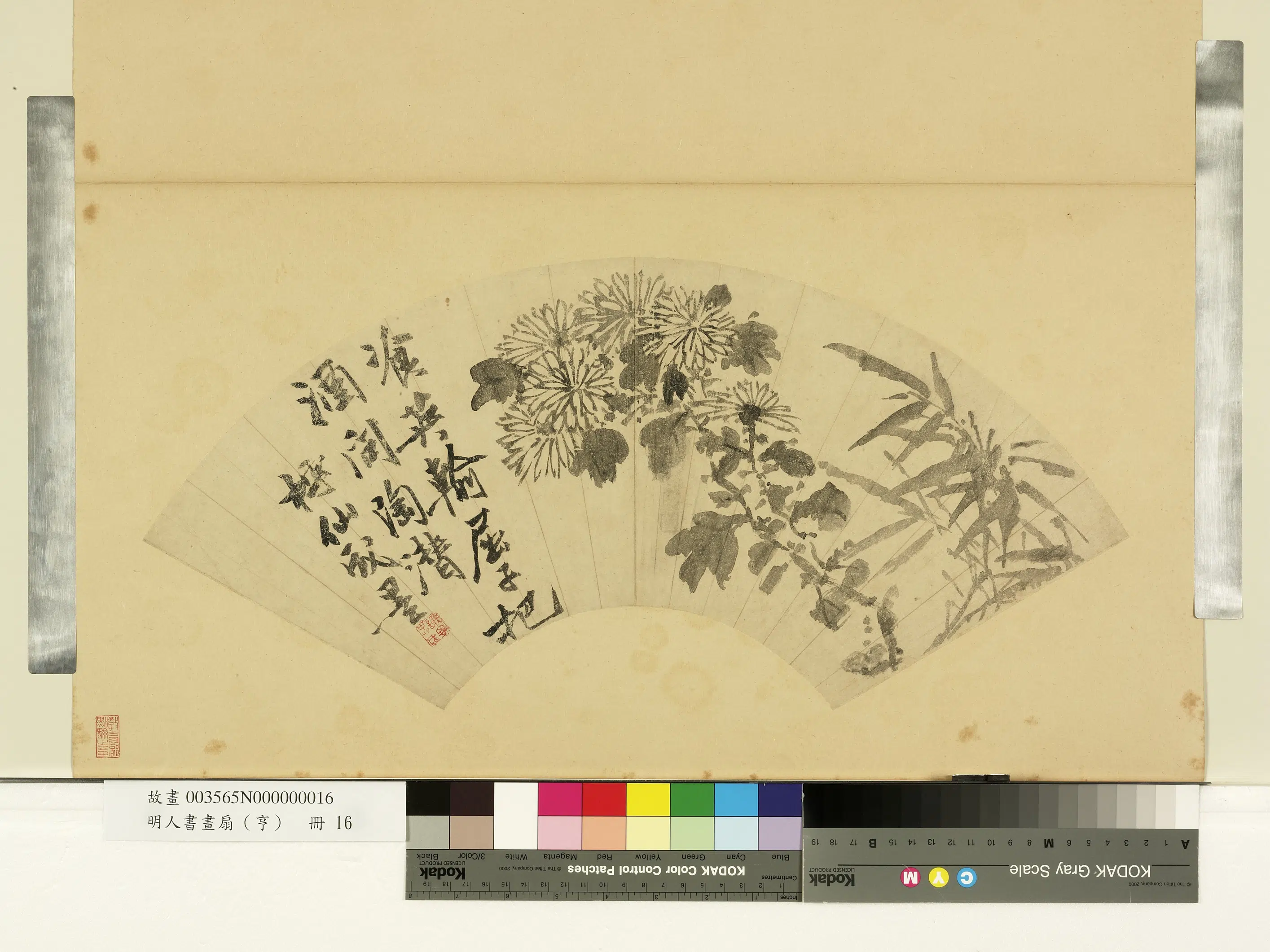 明朝【谢时臣】《飡英菊花图-明人画扇（亨）册》