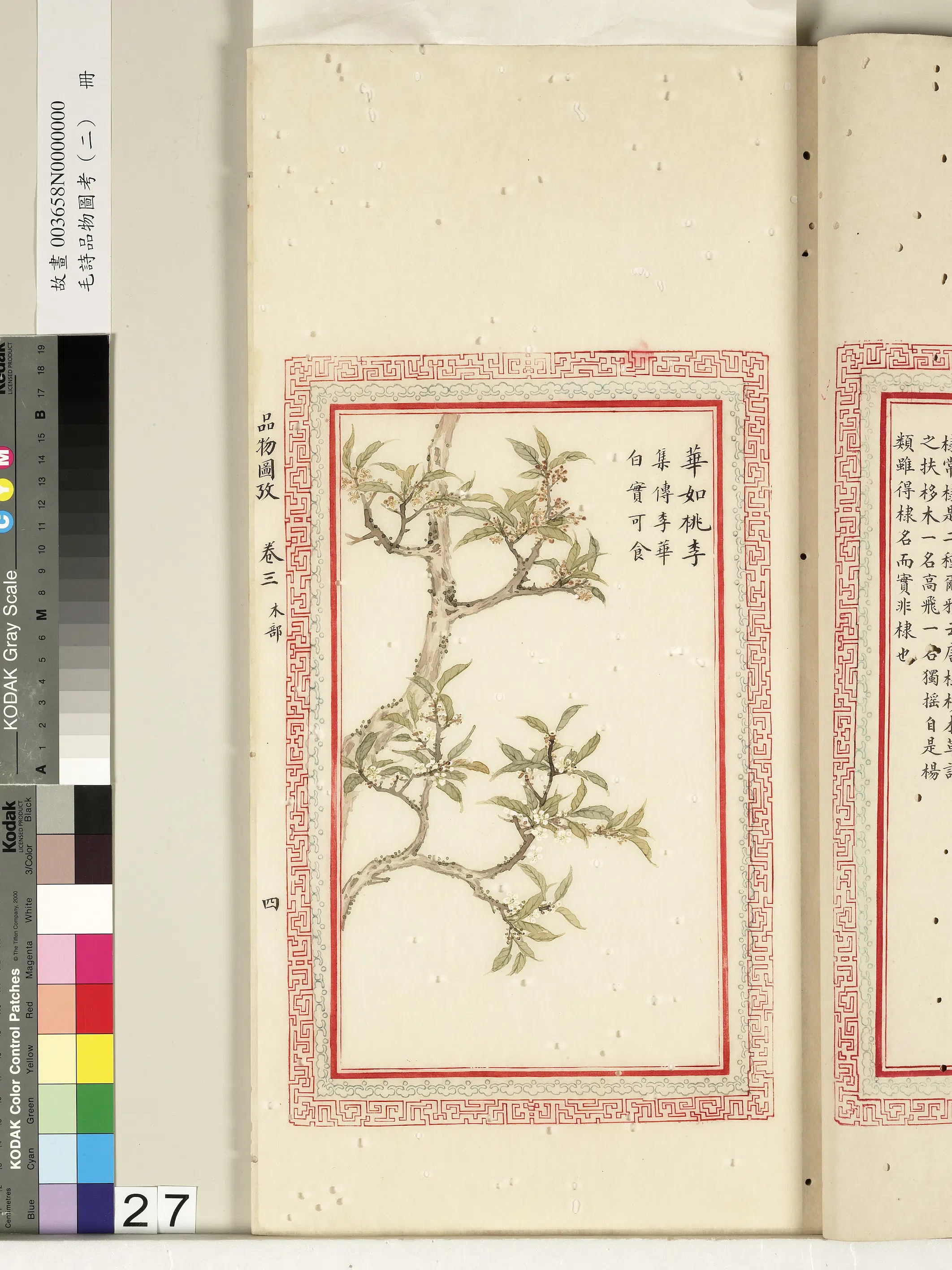 清朝【佚名】《毛诗品物图考（二）册-华如桃李-2》