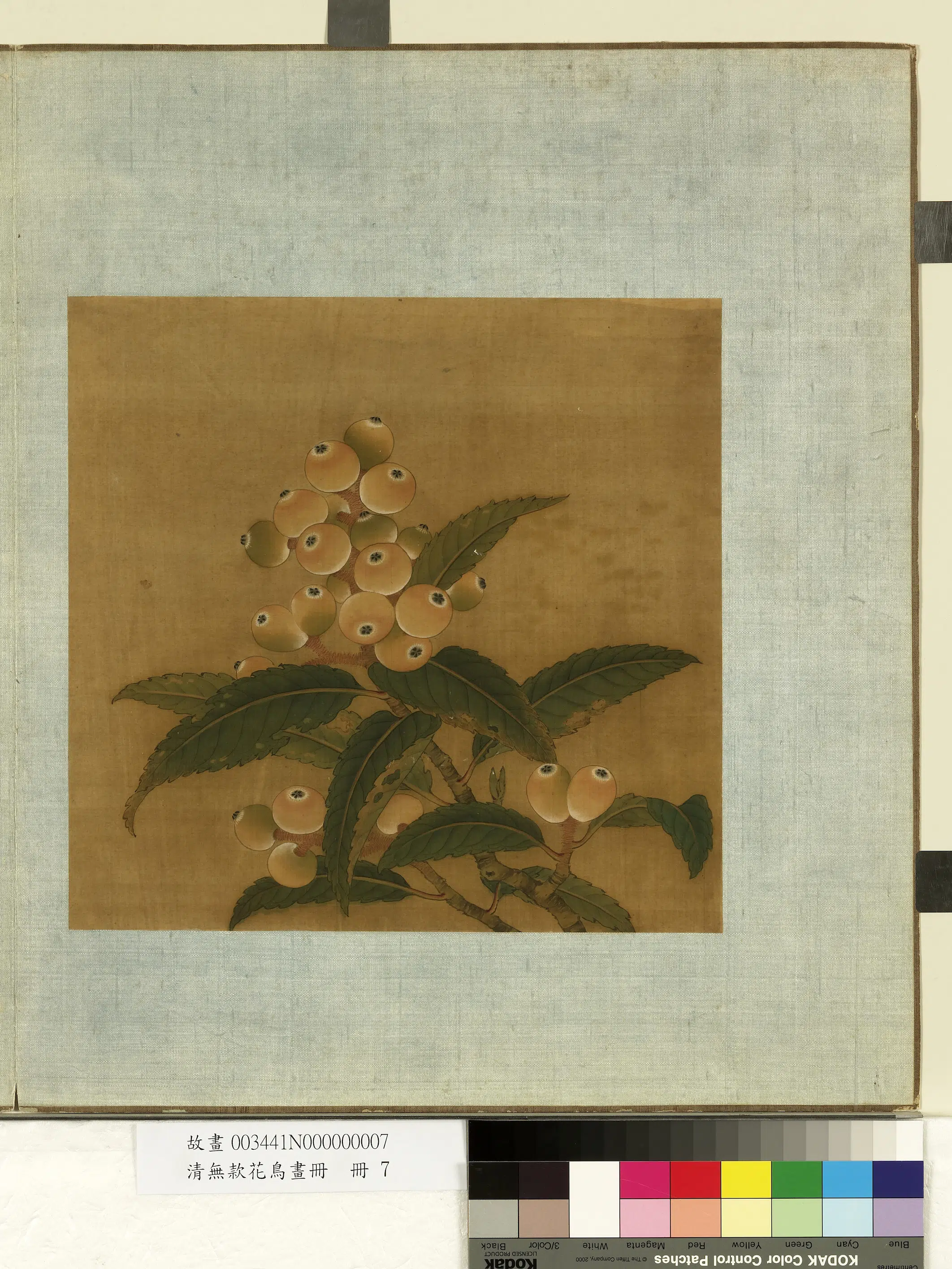 《无款花鸟画册-枇杷》