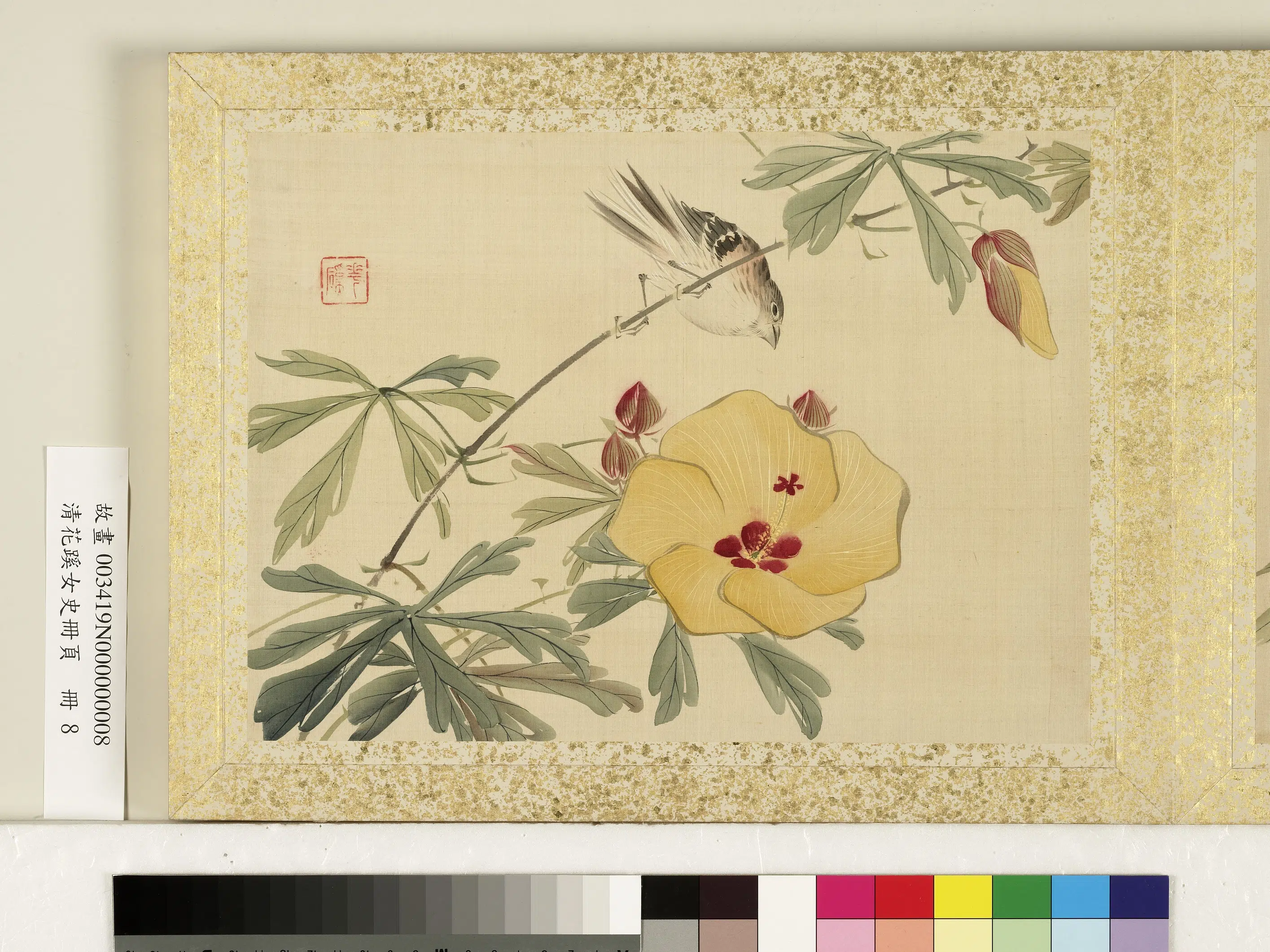 清代【迹见泷-花蹊女史】《花蹊女史册页册-秋葵山雀》