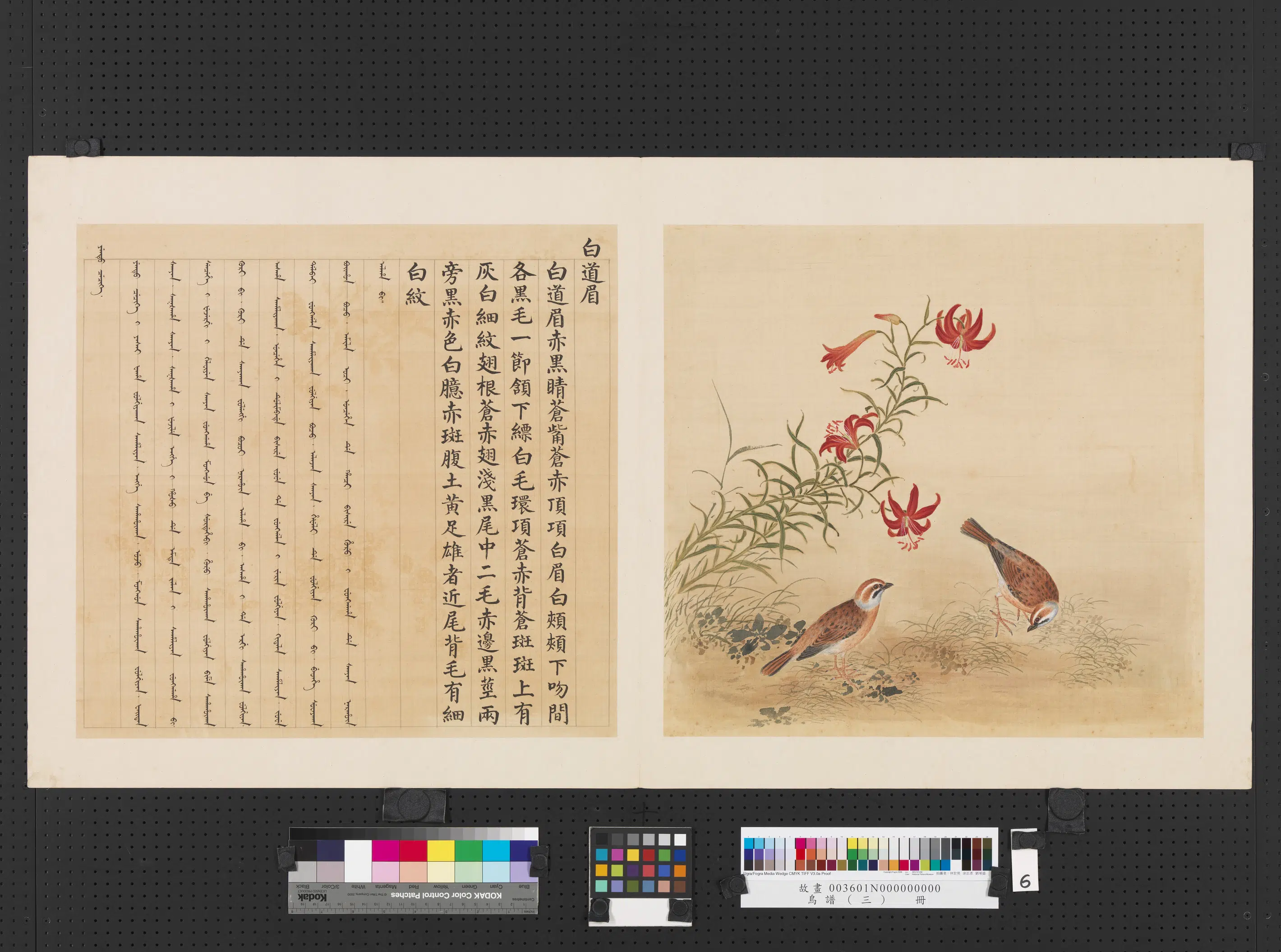 《鸟谱（三）册》 第20张