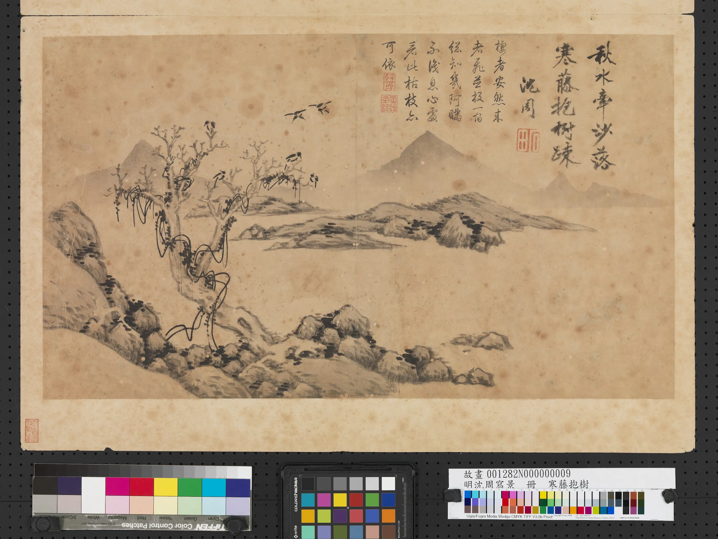 明朝【沈周】《写景册-寒藤抱树》