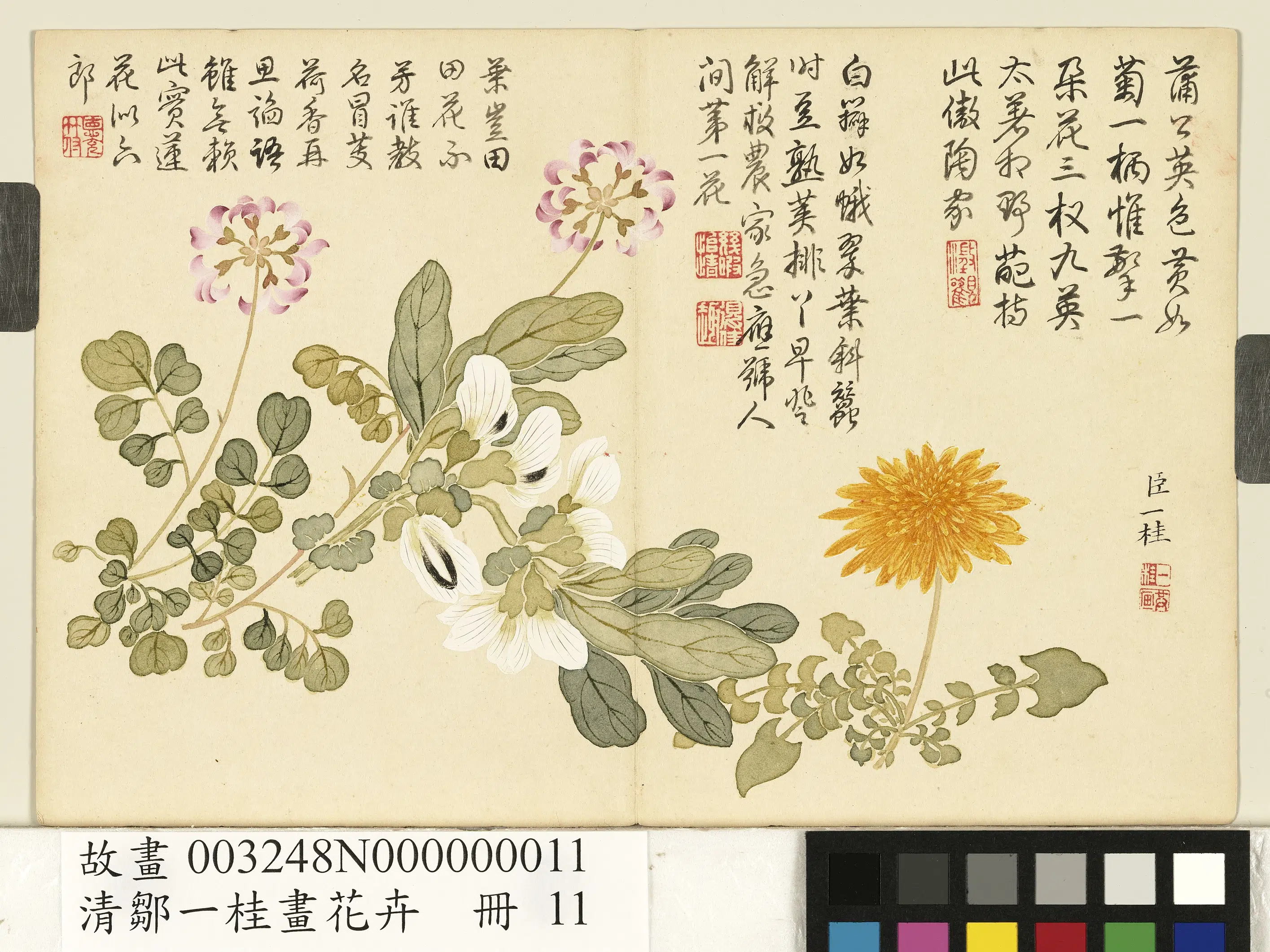 清代【邹一桂】《画花卉册-蒲公英荷花郎》