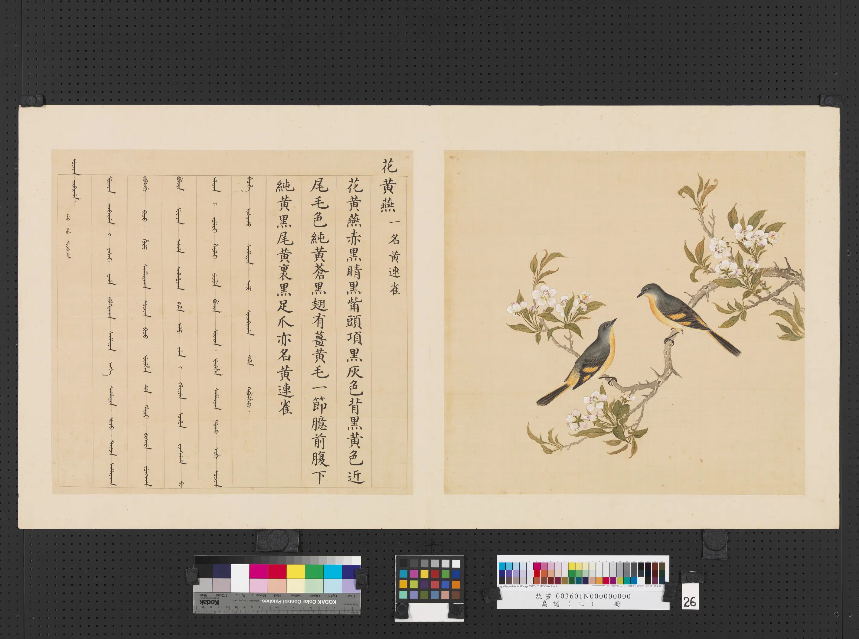 《鸟谱（三）册》 第24张