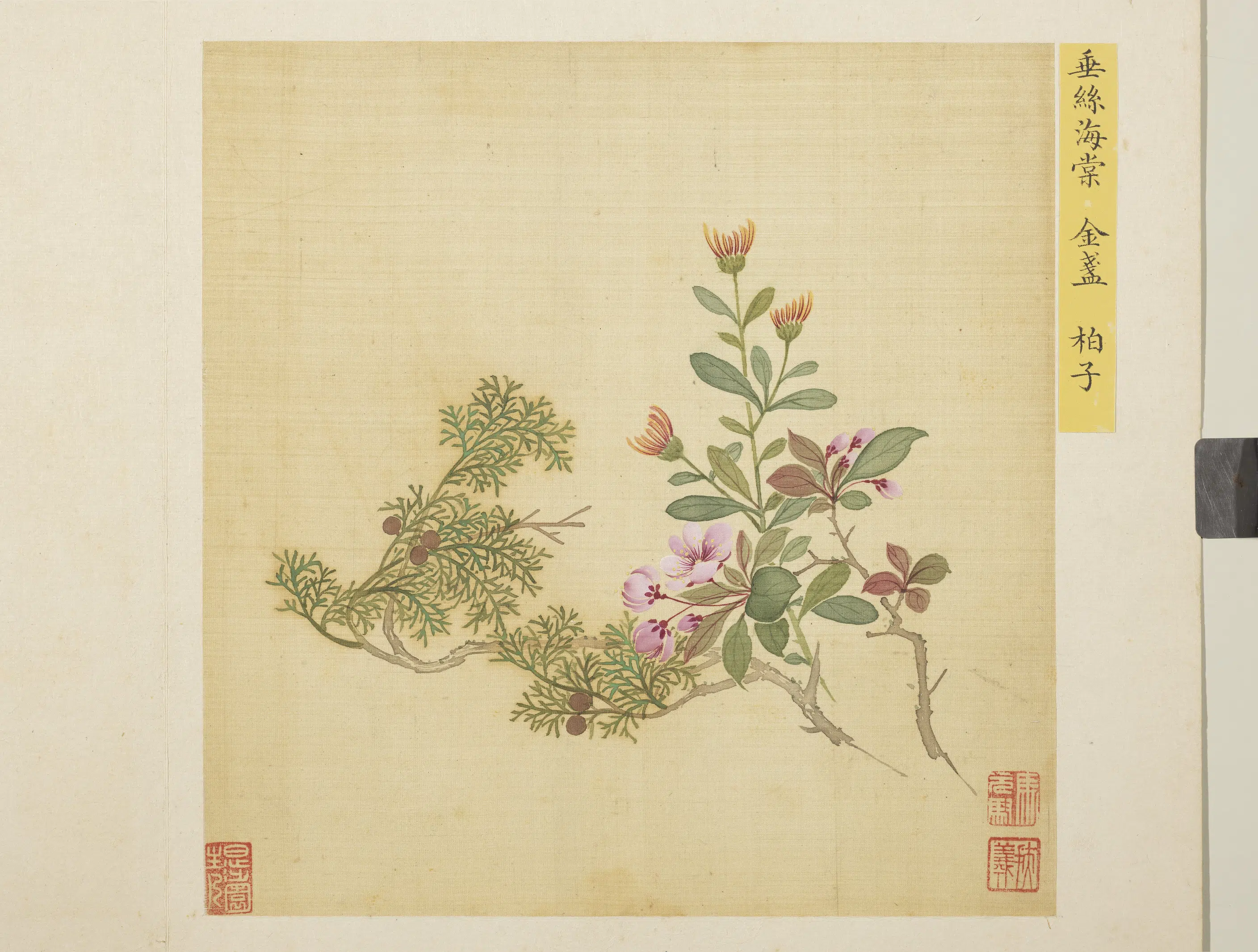 清朝【马元驭】《花卉册-海棠金盏柏子》