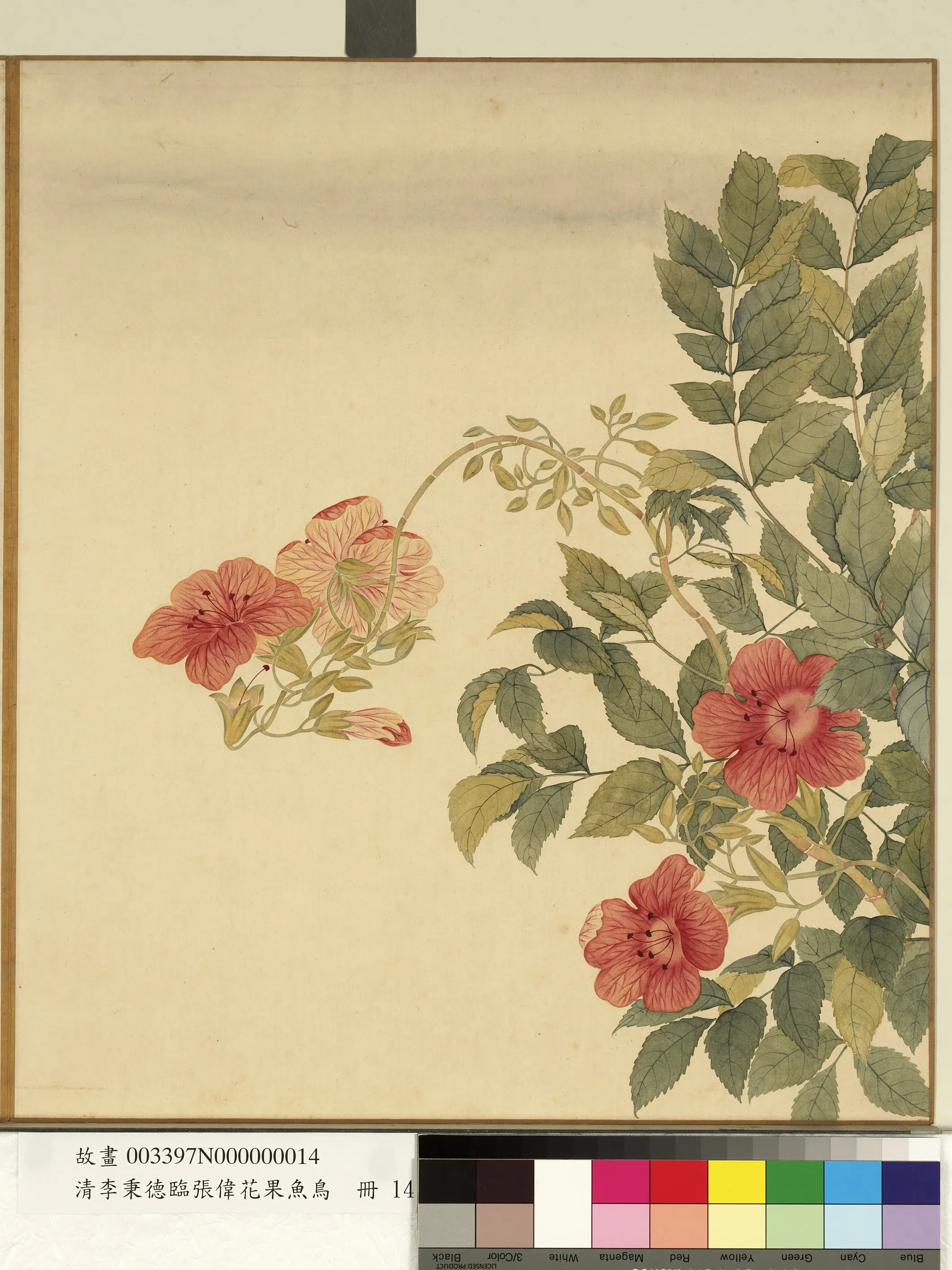 清代【李秉德】《临张伟花果鱼鸟册-凌霄》