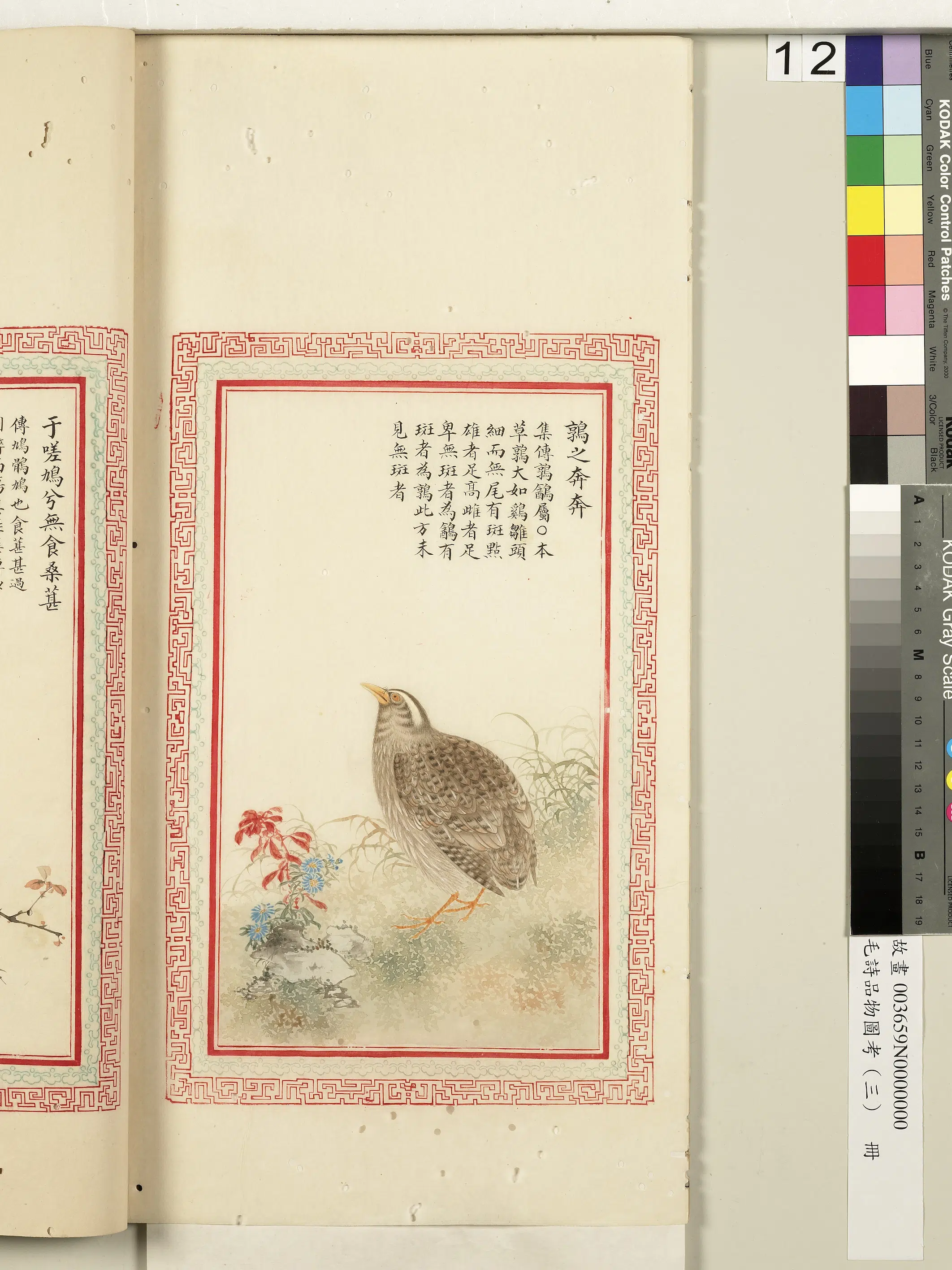 清朝【佚名】《毛诗品物图考（三）册-鹑之奔奔-2》