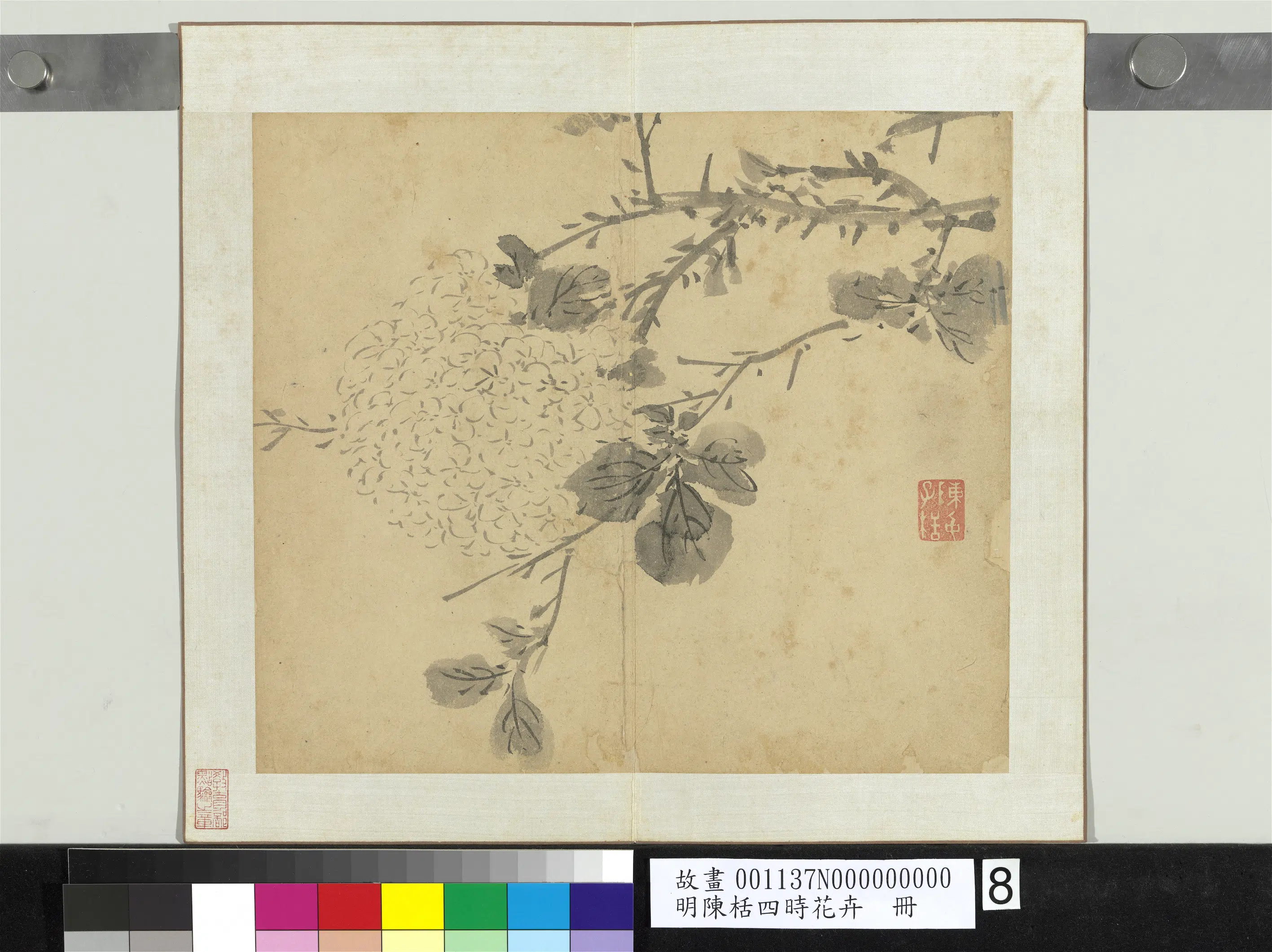 明朝【陈栝】《四时花卉册》 第8张