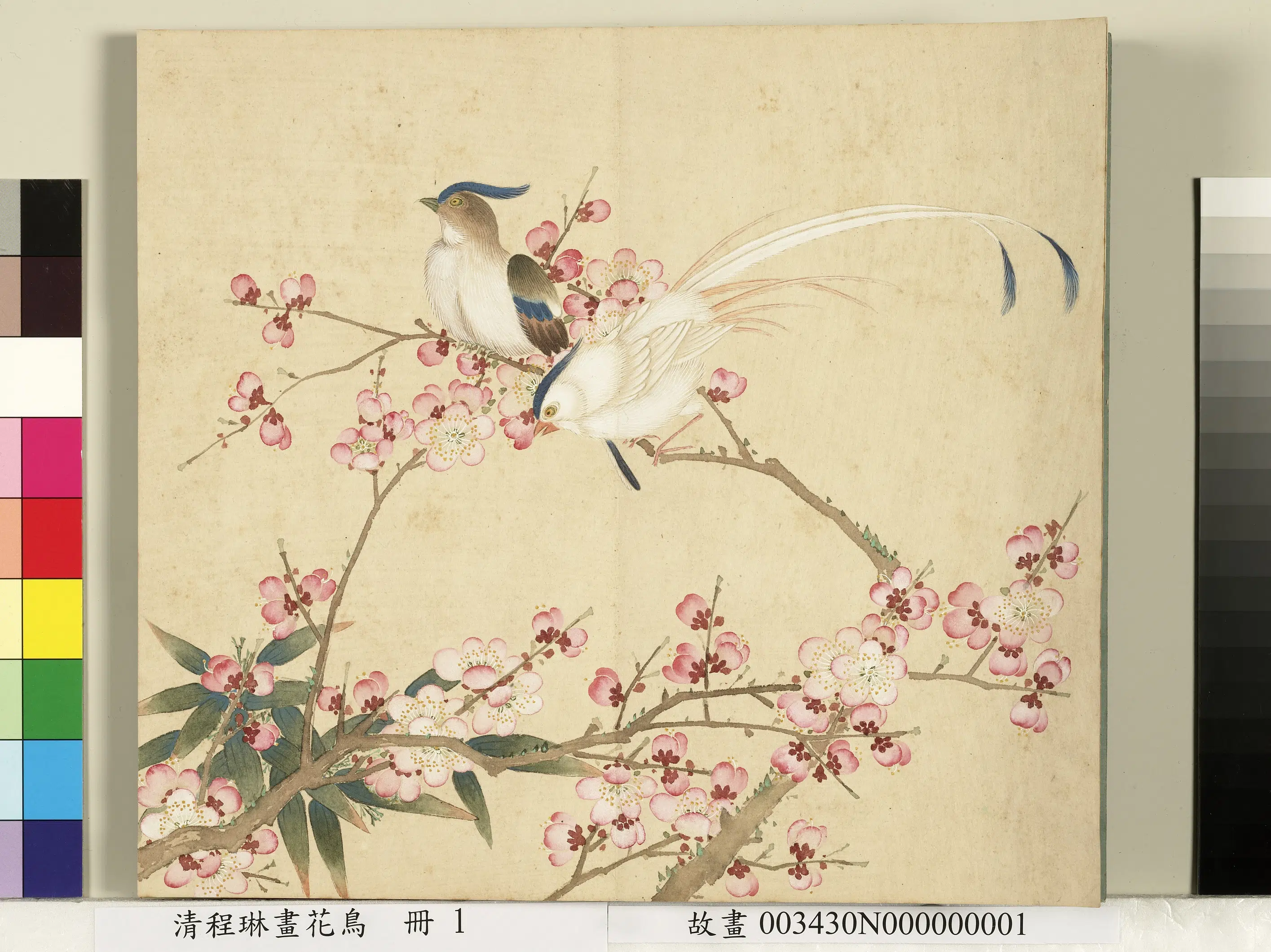 清代【程琳】《画花鸟册-红梅竹寿带》
