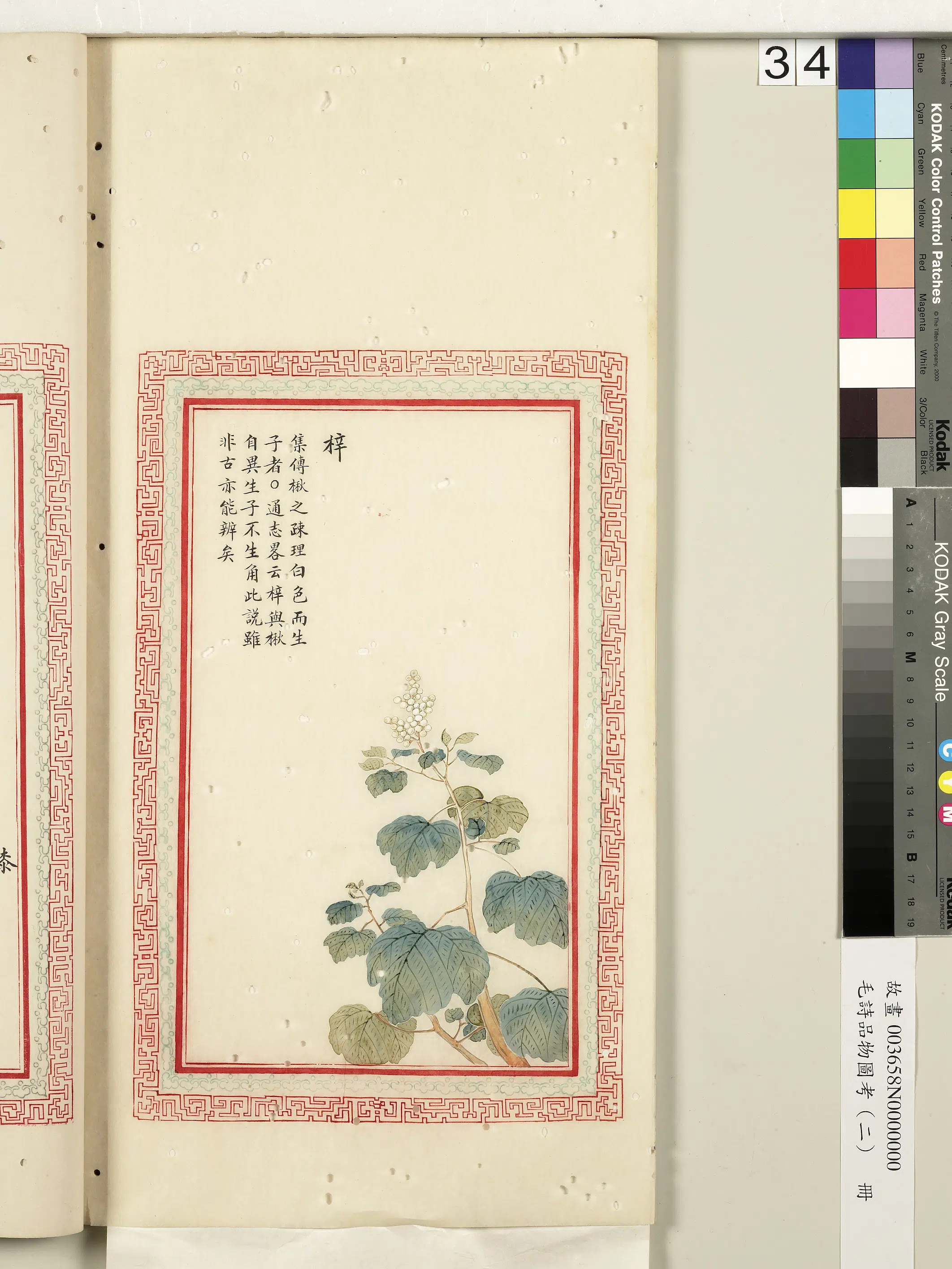 清朝【佚名】《毛诗品物图考（二）册-梓-2》