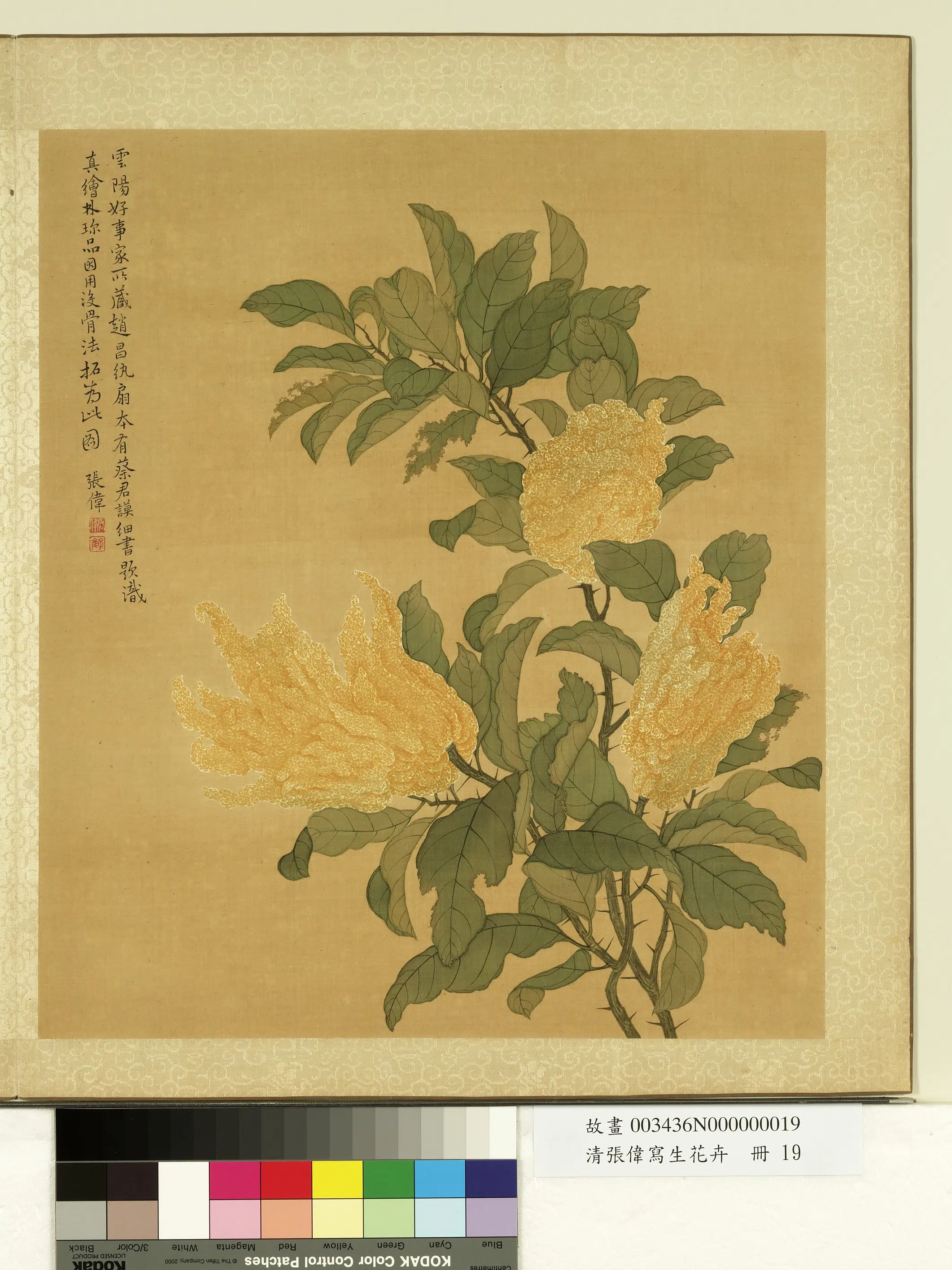 清代【张伟】《写生花卉册-佛手柑》