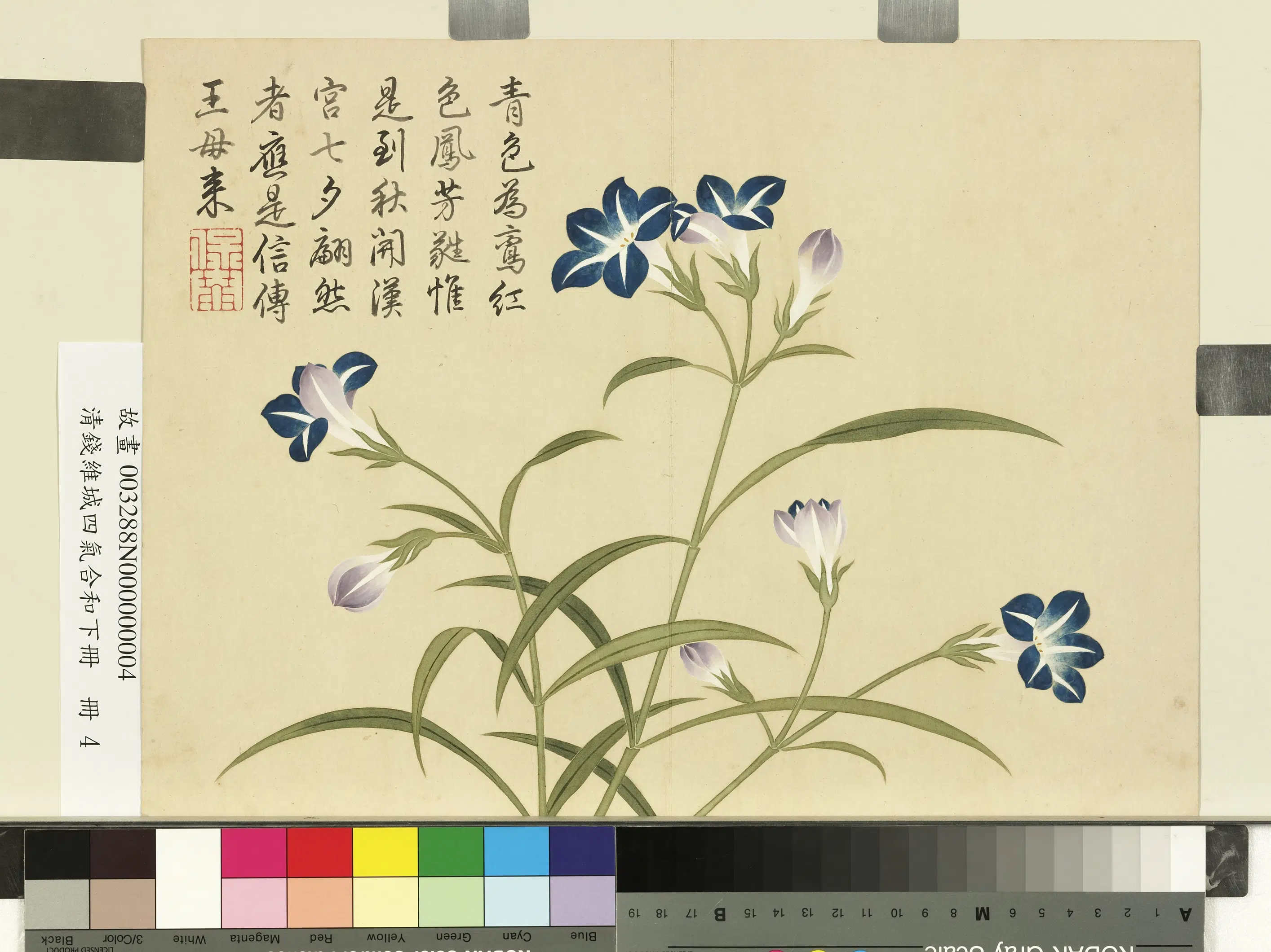 清代【钱维城】《画四气含和下册-蓝雀花》