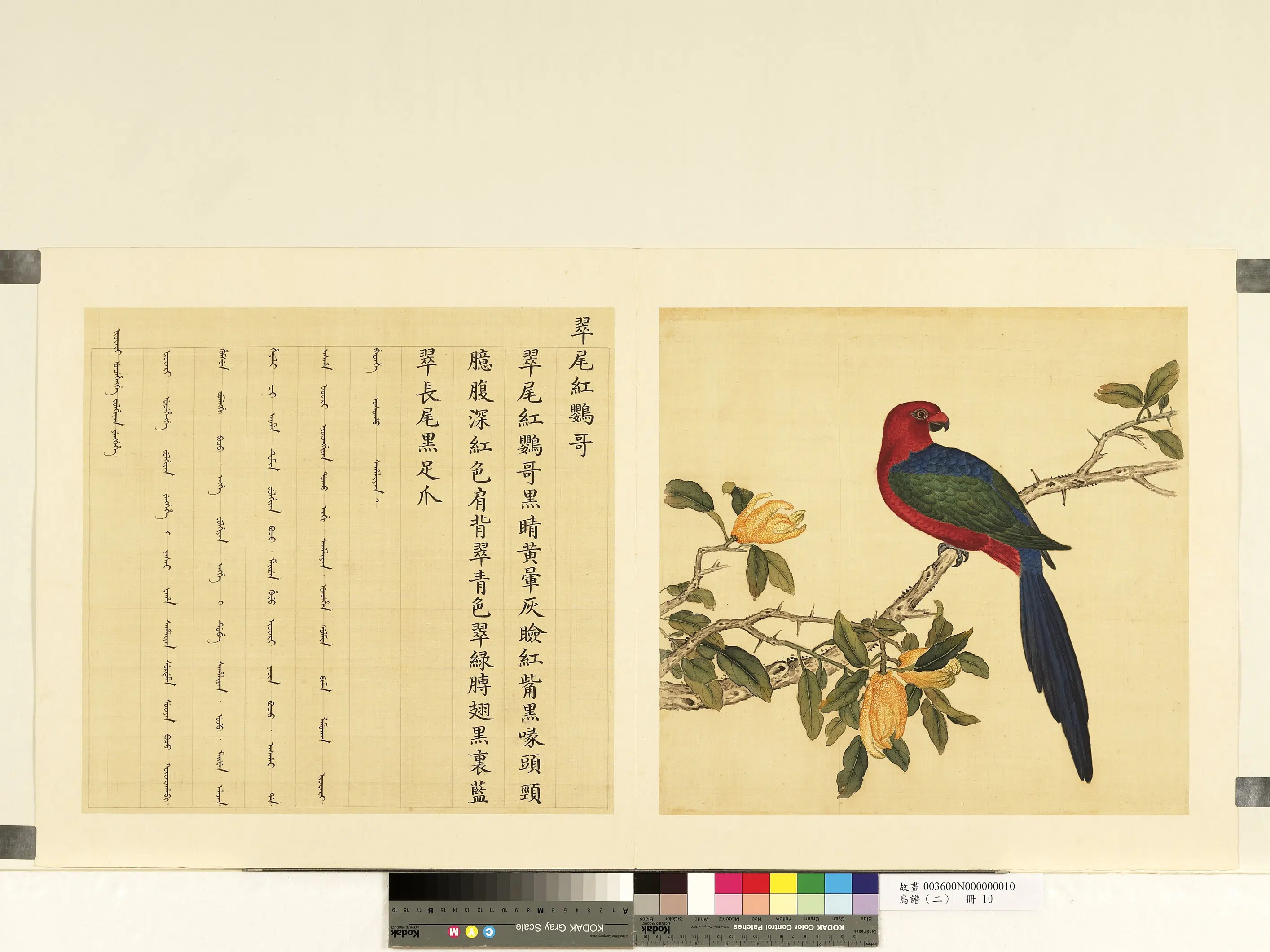 《鸟谱（二）册》 第19张