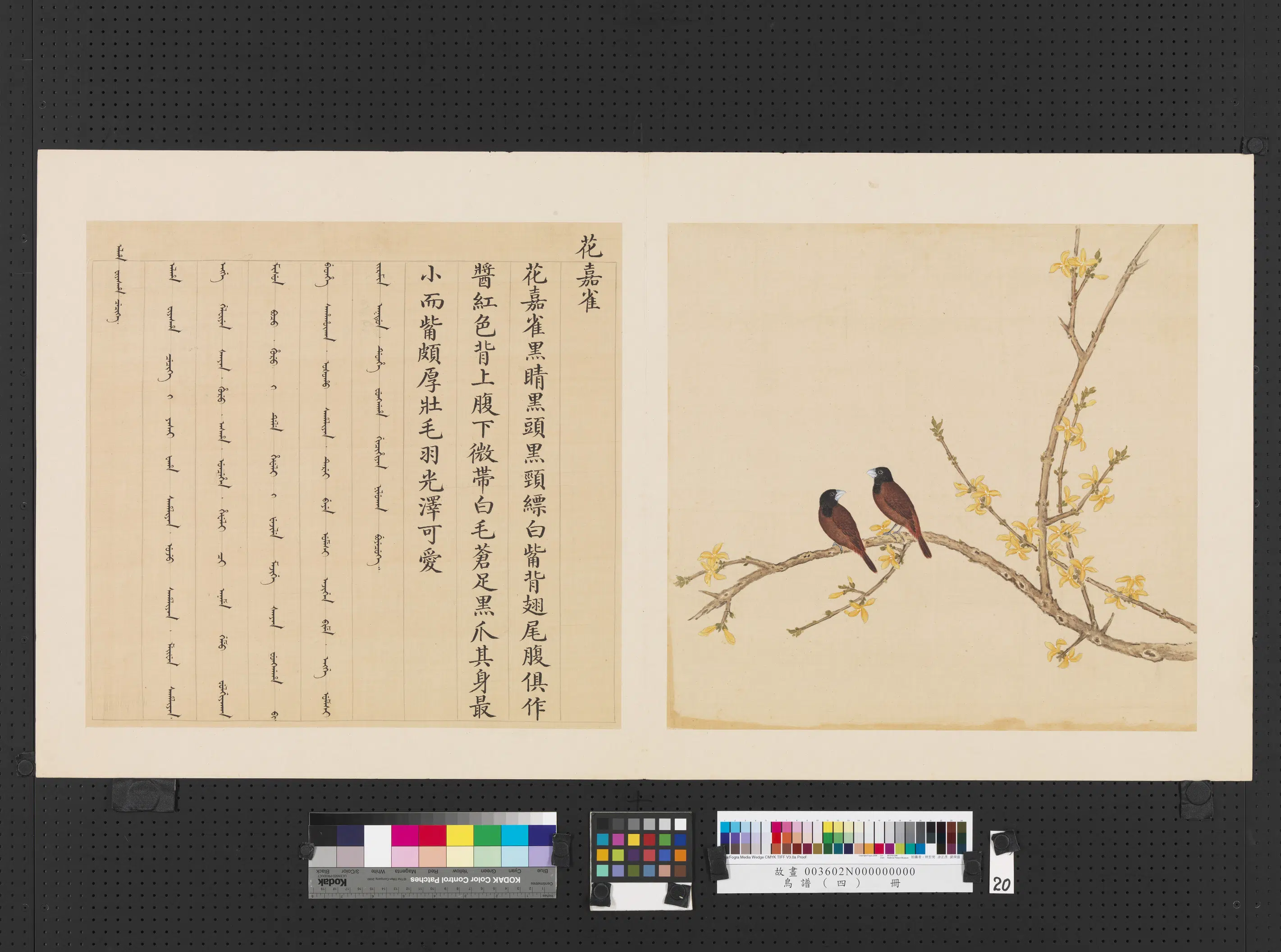 清代【佚名】《鸟谱（四）册-花嘉雀》